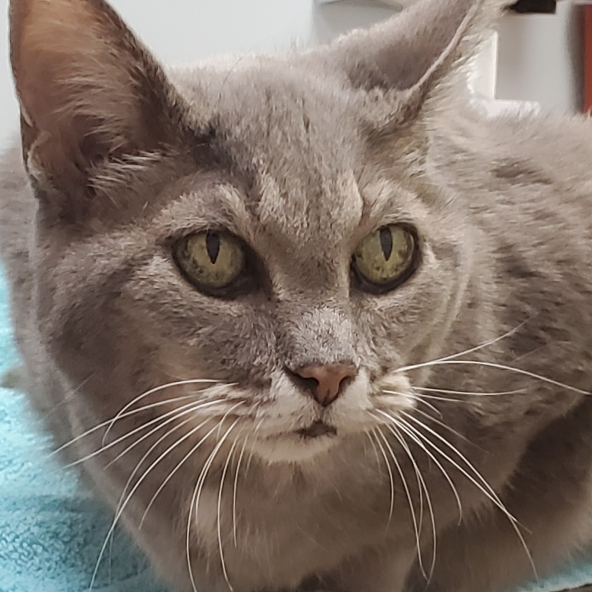 The Pony Express Veterinary Hospital Xenia