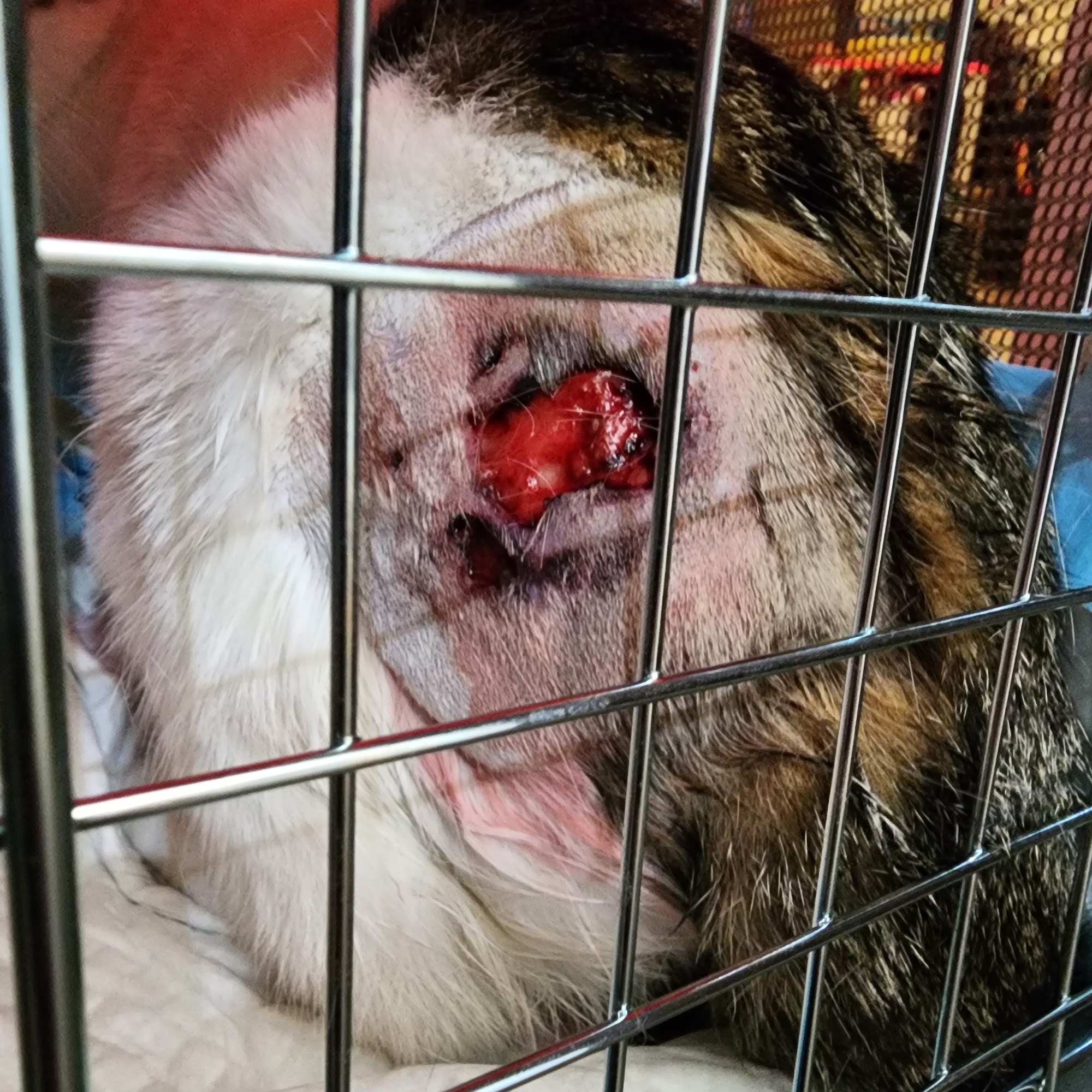 Crago Veterinary Center Youngstown