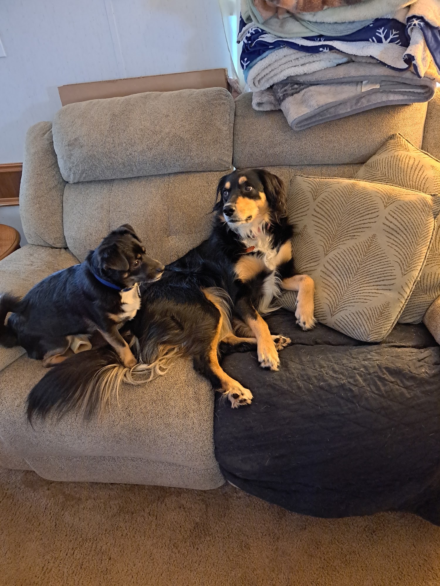 Ebert Animal Hospital Youngstown