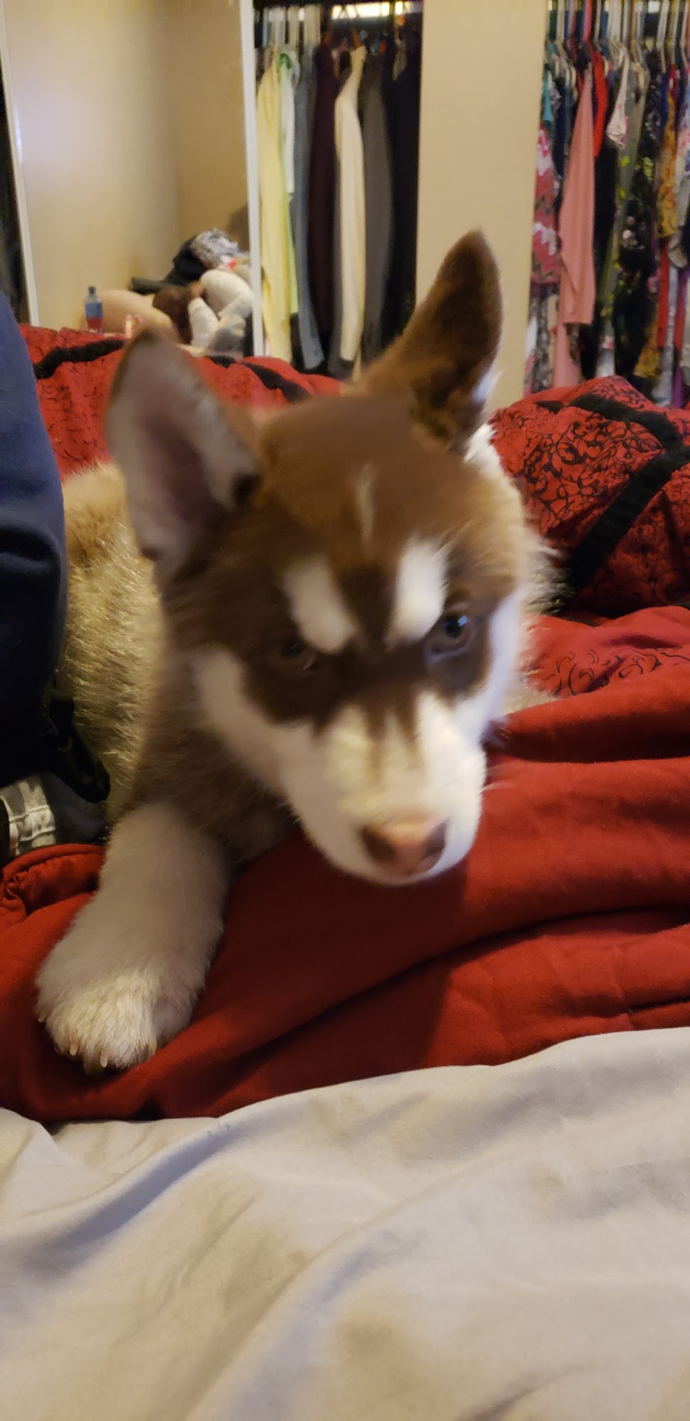 Kerpsack Veterinary Clinic Youngstown