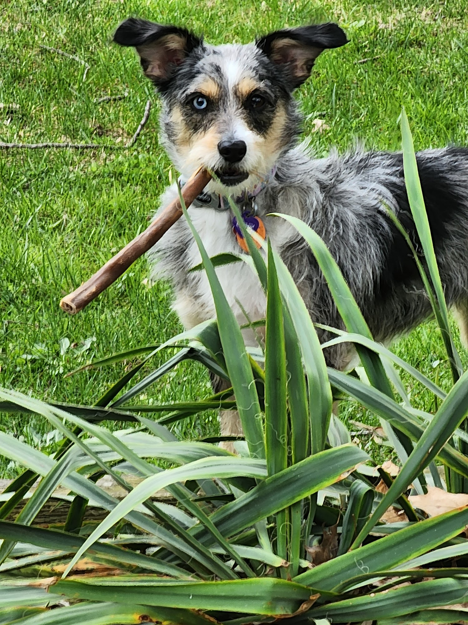 Austintown Veterinary Clinic Youngstown