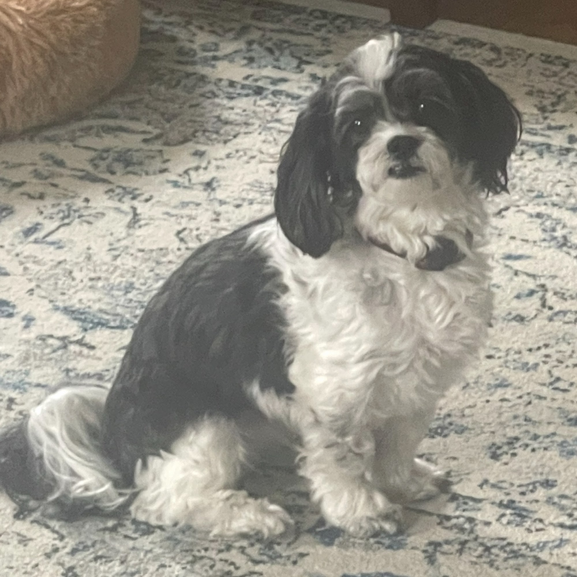 Crago Veterinary Center: Dr. J. Wendy Smith DVM Youngstown