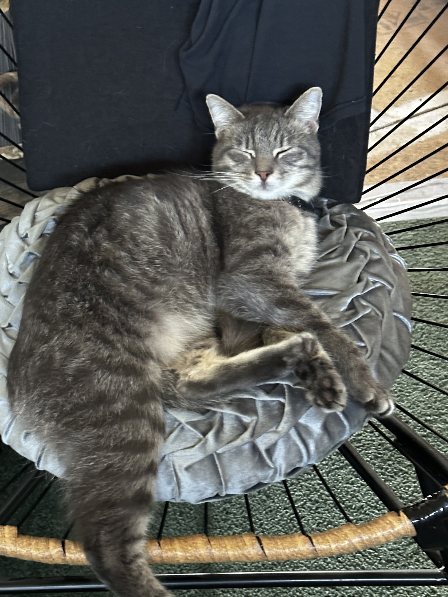 Crago Veterinary Center: Dr. J. Wendy Smith DVM Youngstown