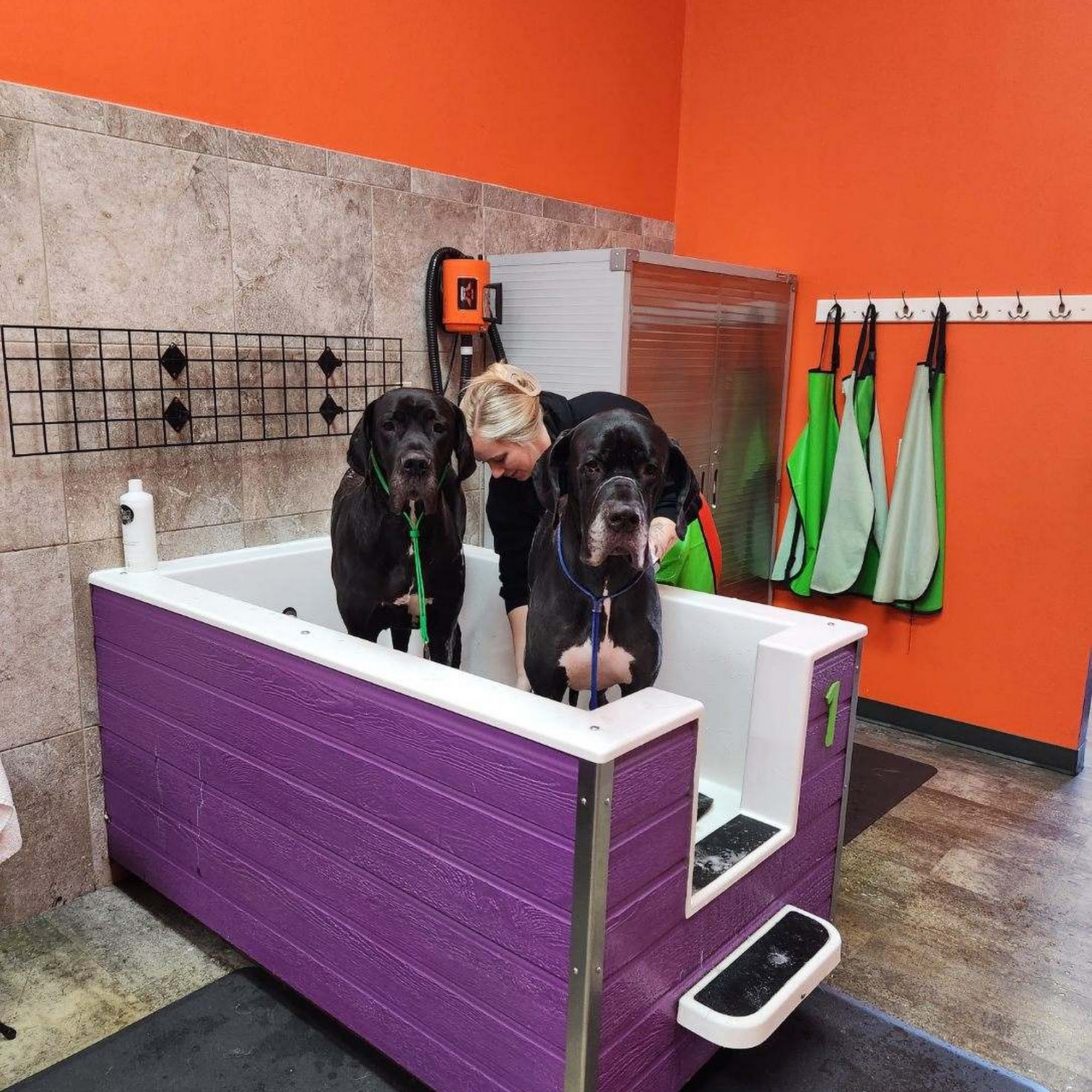 Paws Dog Wash Youngstown