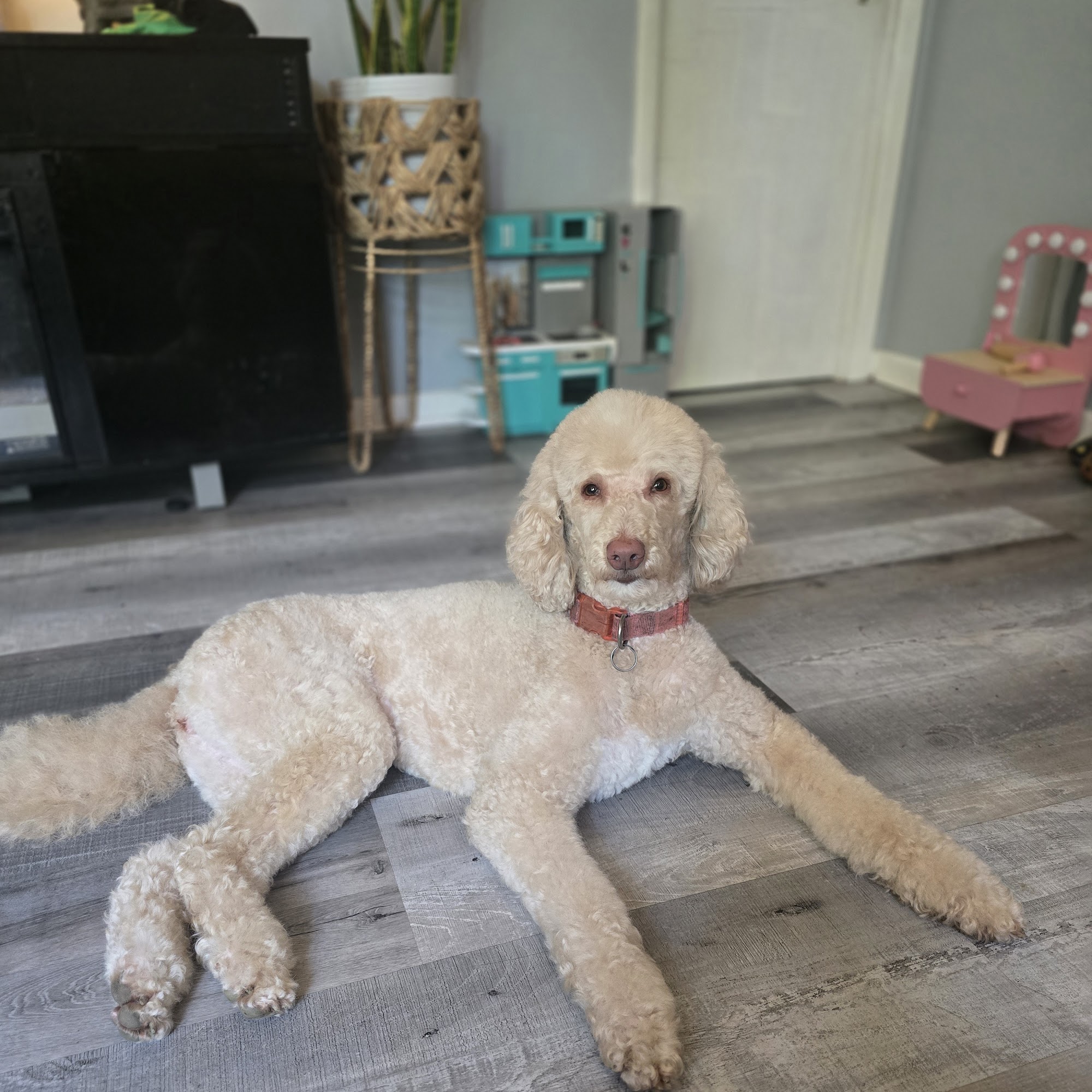 The Grooming Jeannie Youngstown