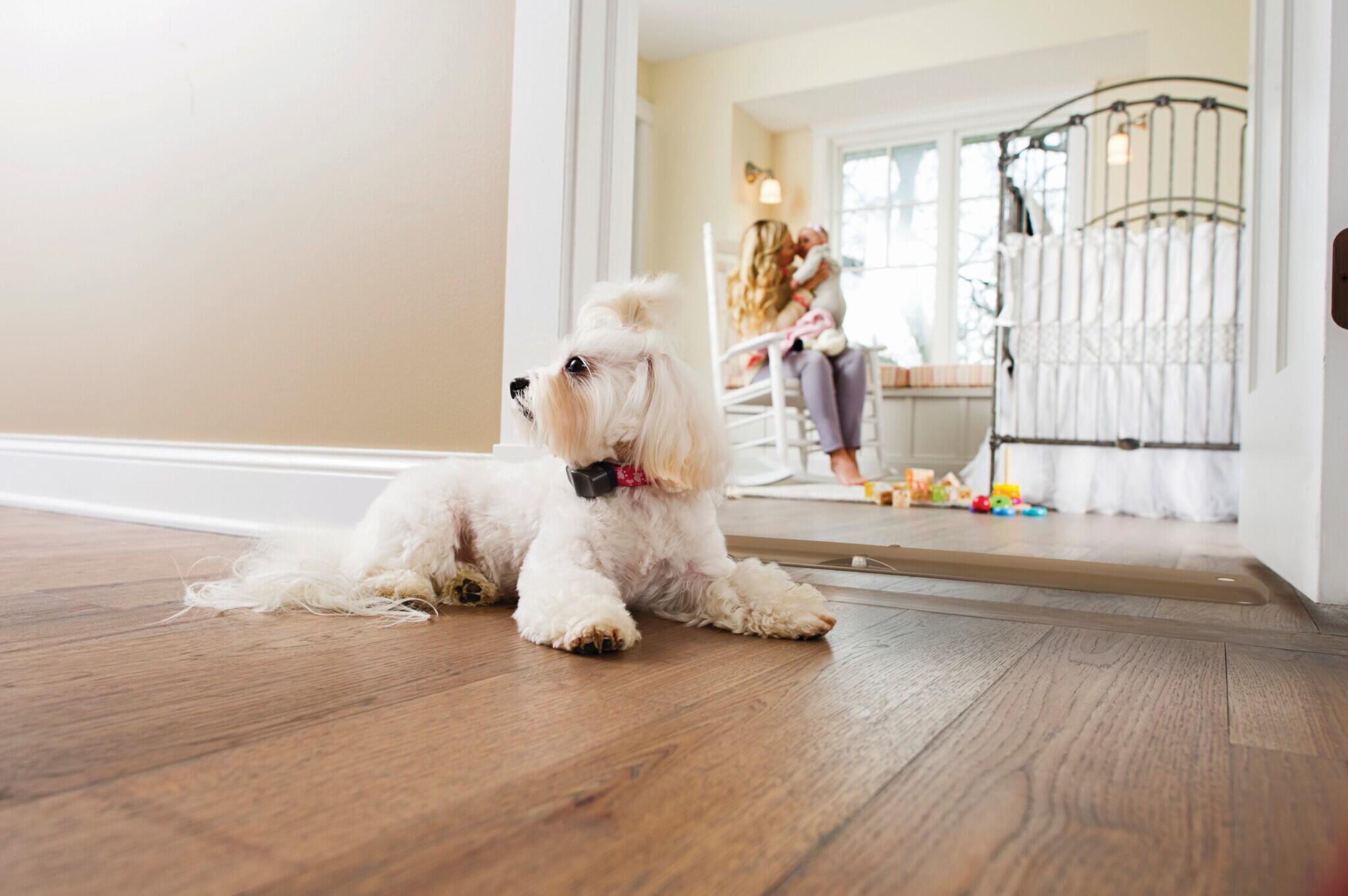 Invisible Fence of Eastern Ohio Youngstown