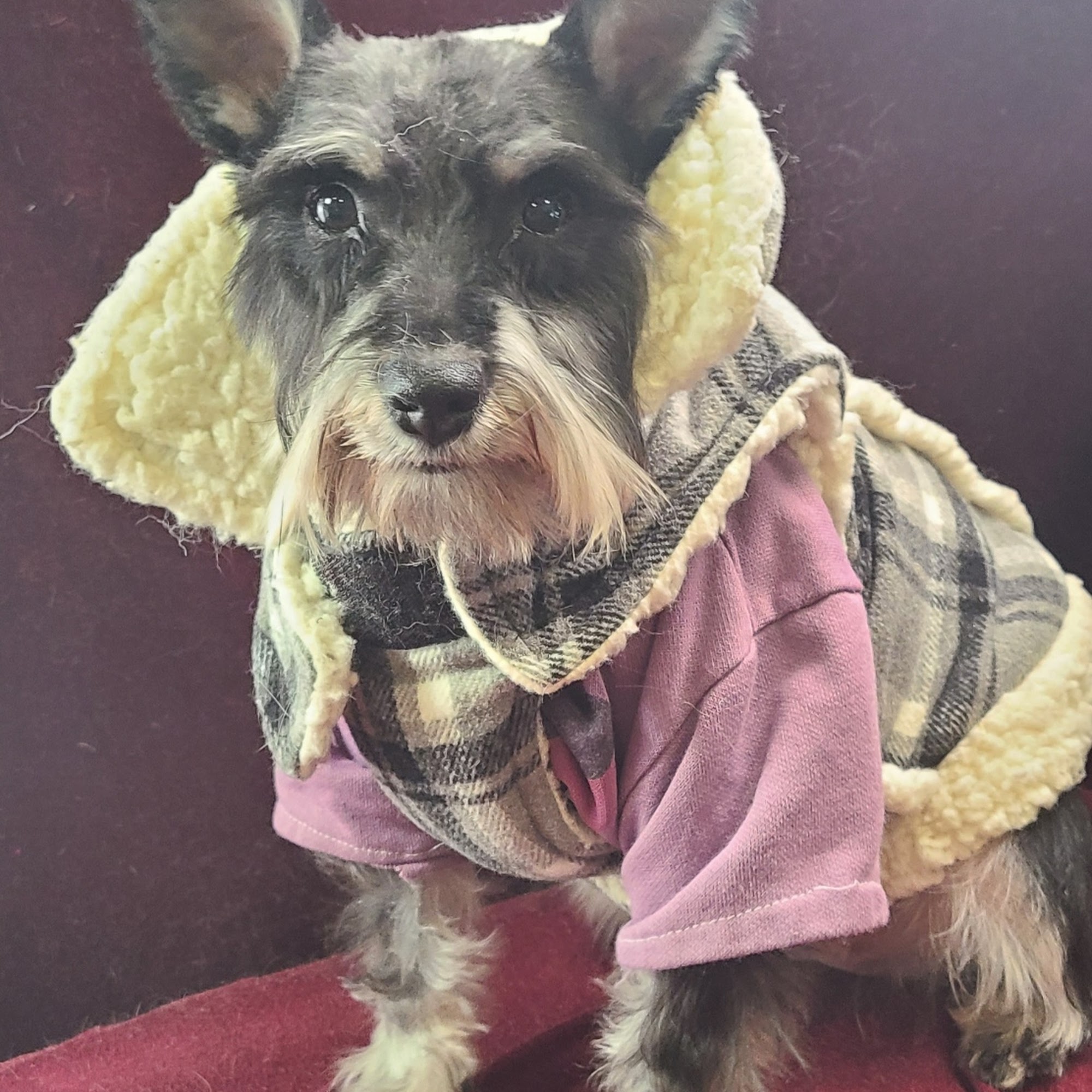 Rescued to Riches Pet Salon, Spa, & Photo Shoppe Youngstown