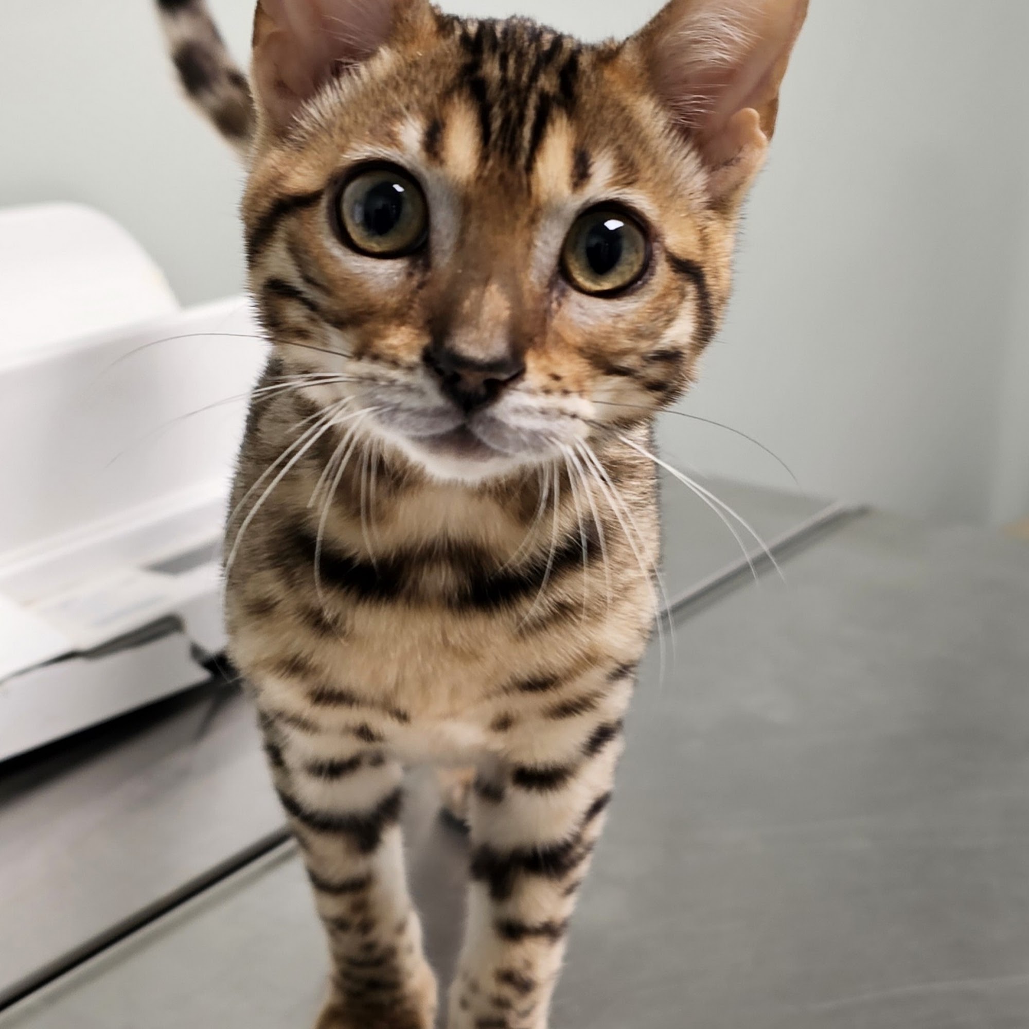 Animal Crackers Veterinary Hospital Zanesville