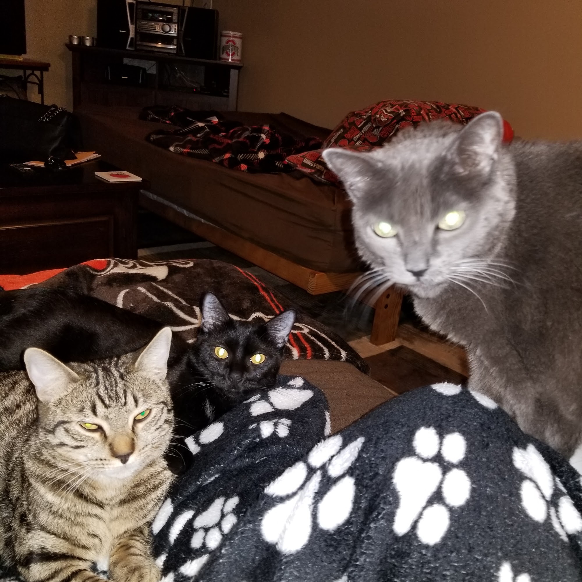 Muskingum Valley Vet Services Zanesville