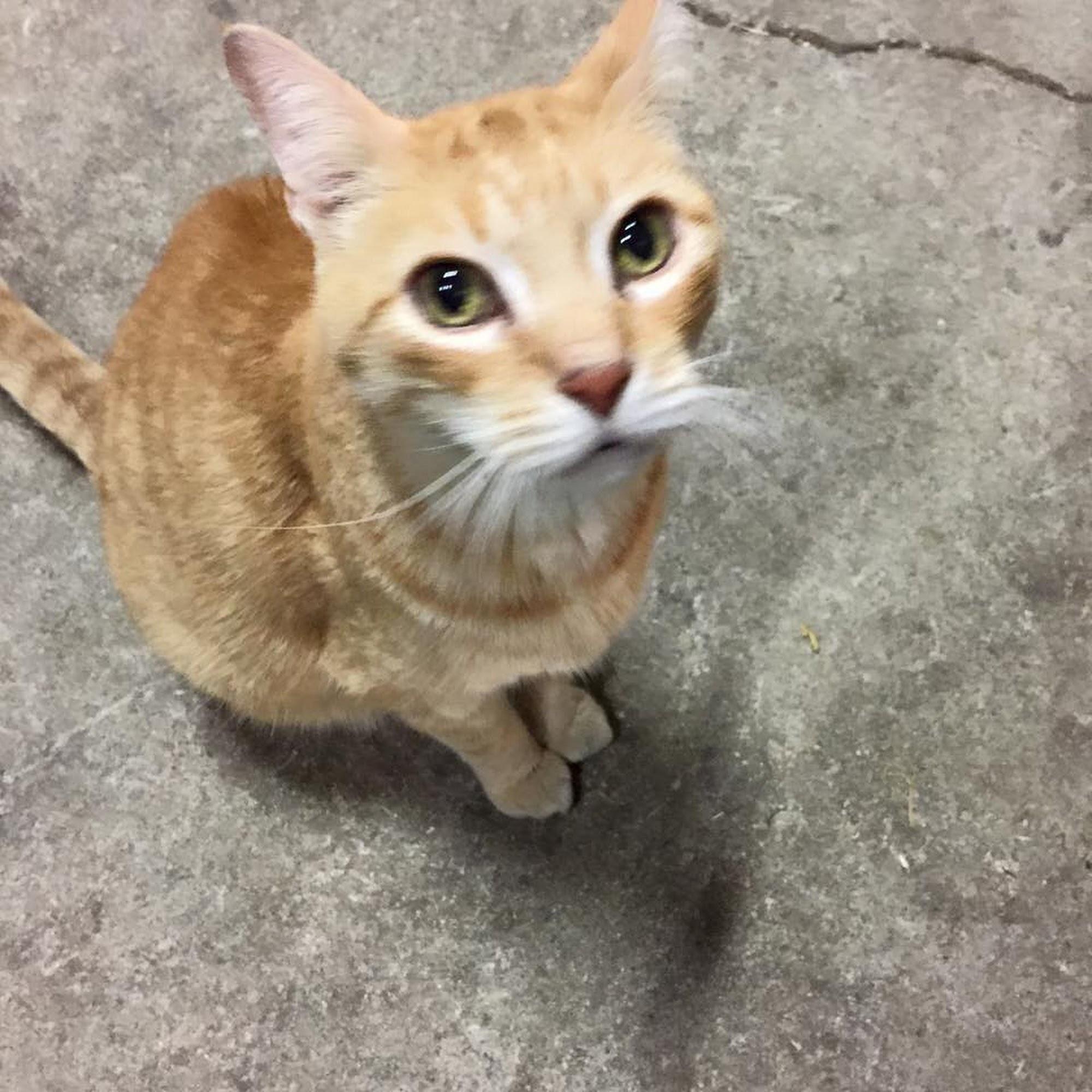 All About the Animals Veterinary Clinic Zanesville