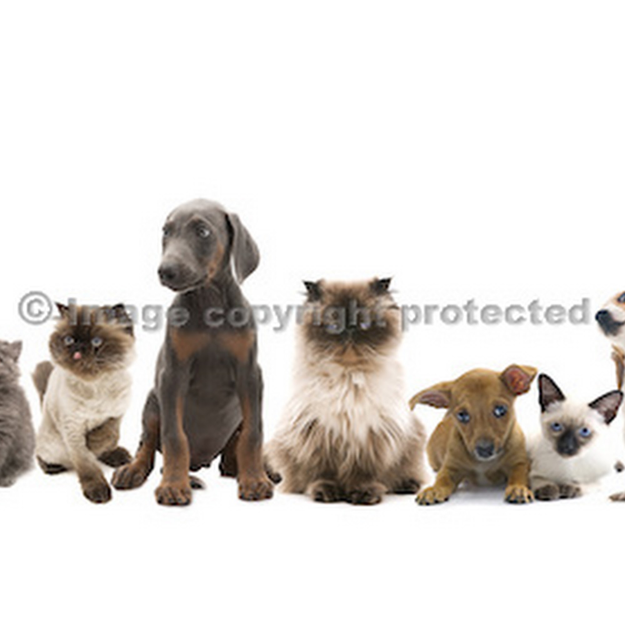 Brandywine Hospital For Pets Zanesville