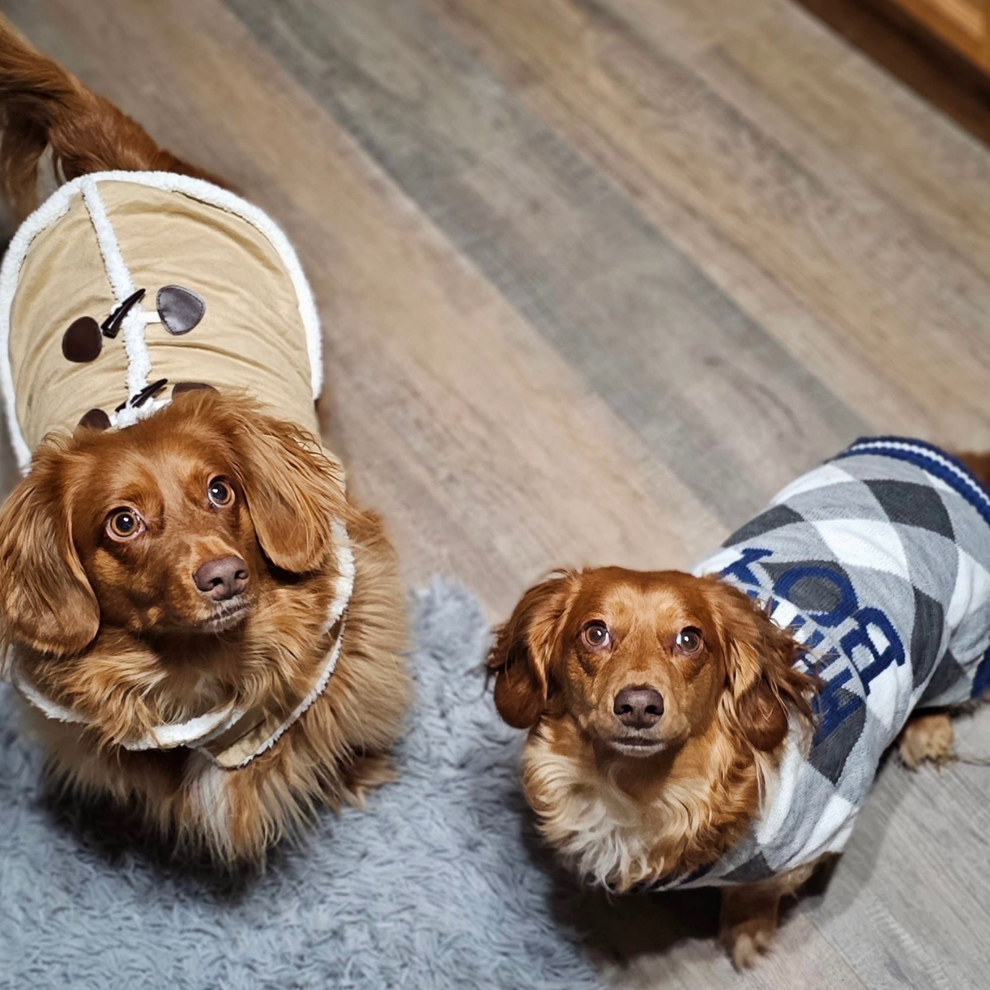 Olde Falls Road Sm Animal Clinic Zanesville