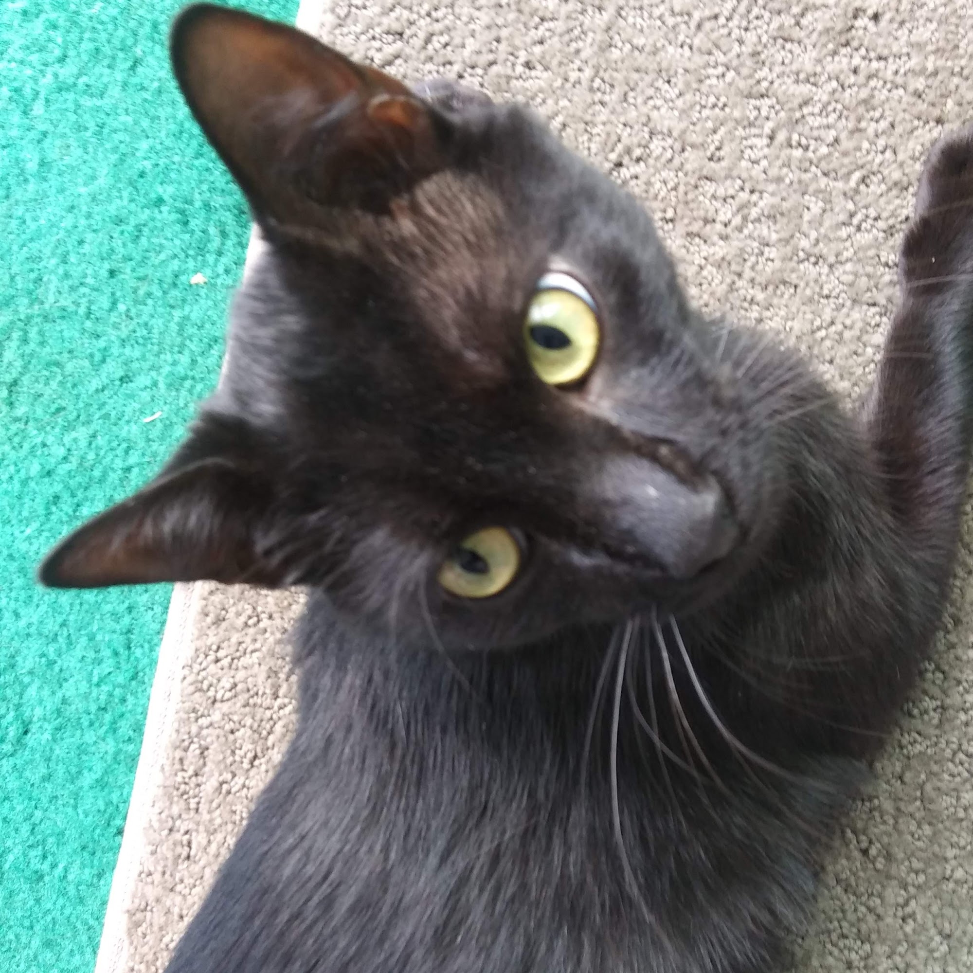 Animal Shelter Society Zanesville