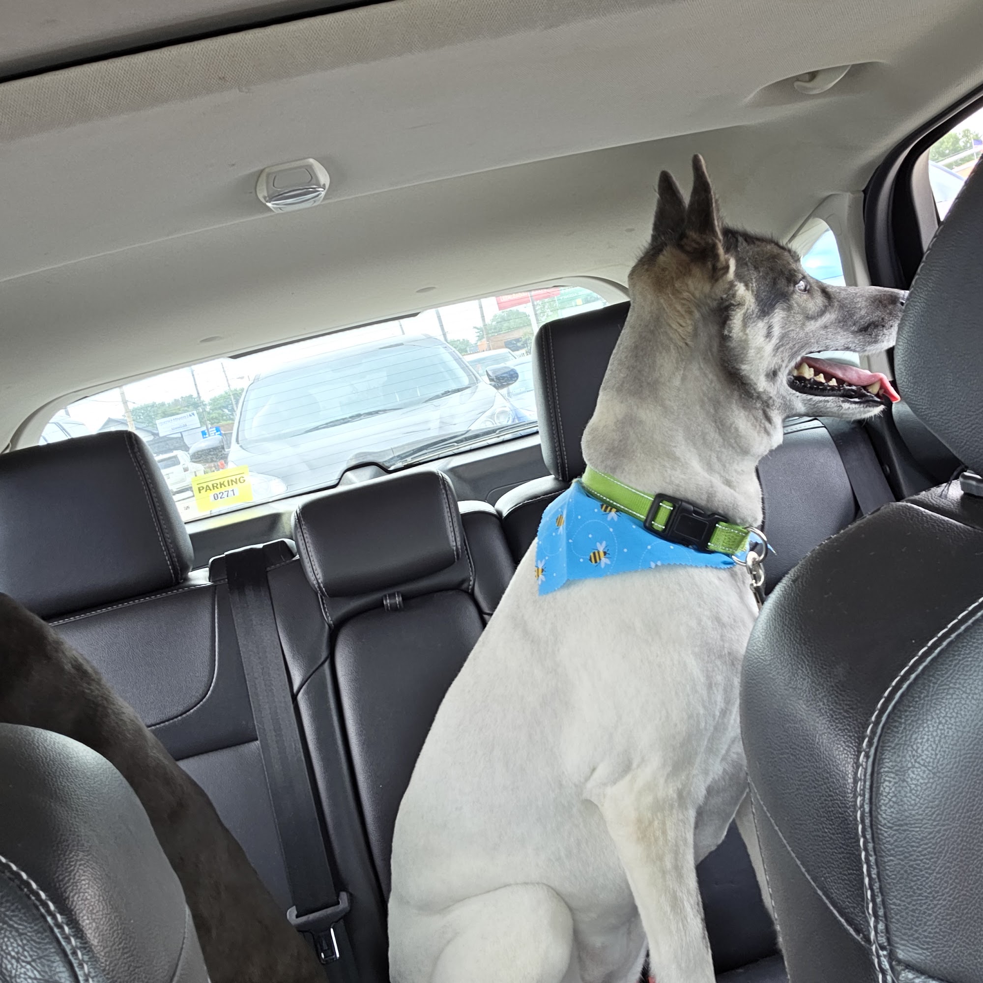 Lucy's Pet Grooming Salon Zanesville