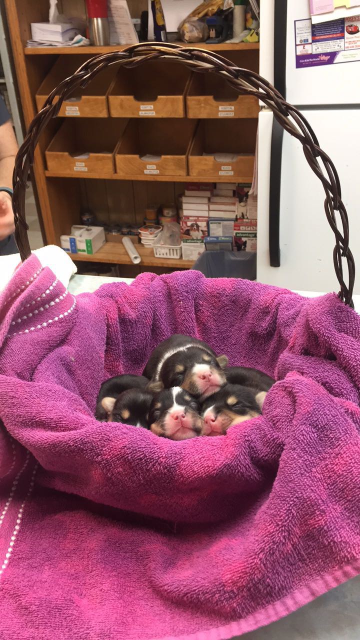 Ada Veterinary Clinic Ada