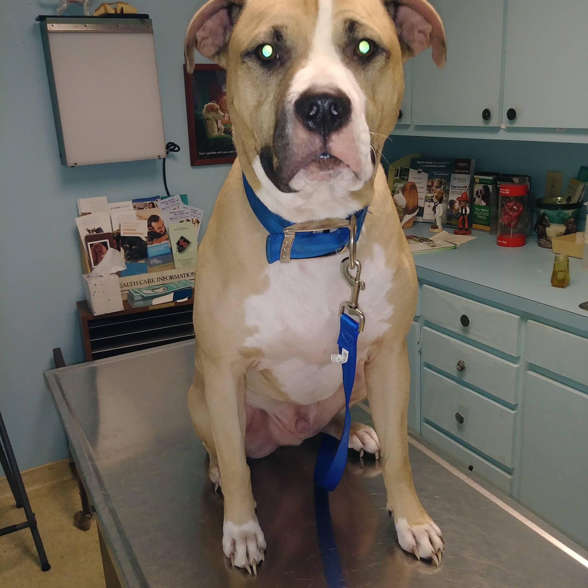 Animal Medical Center LLC Ada