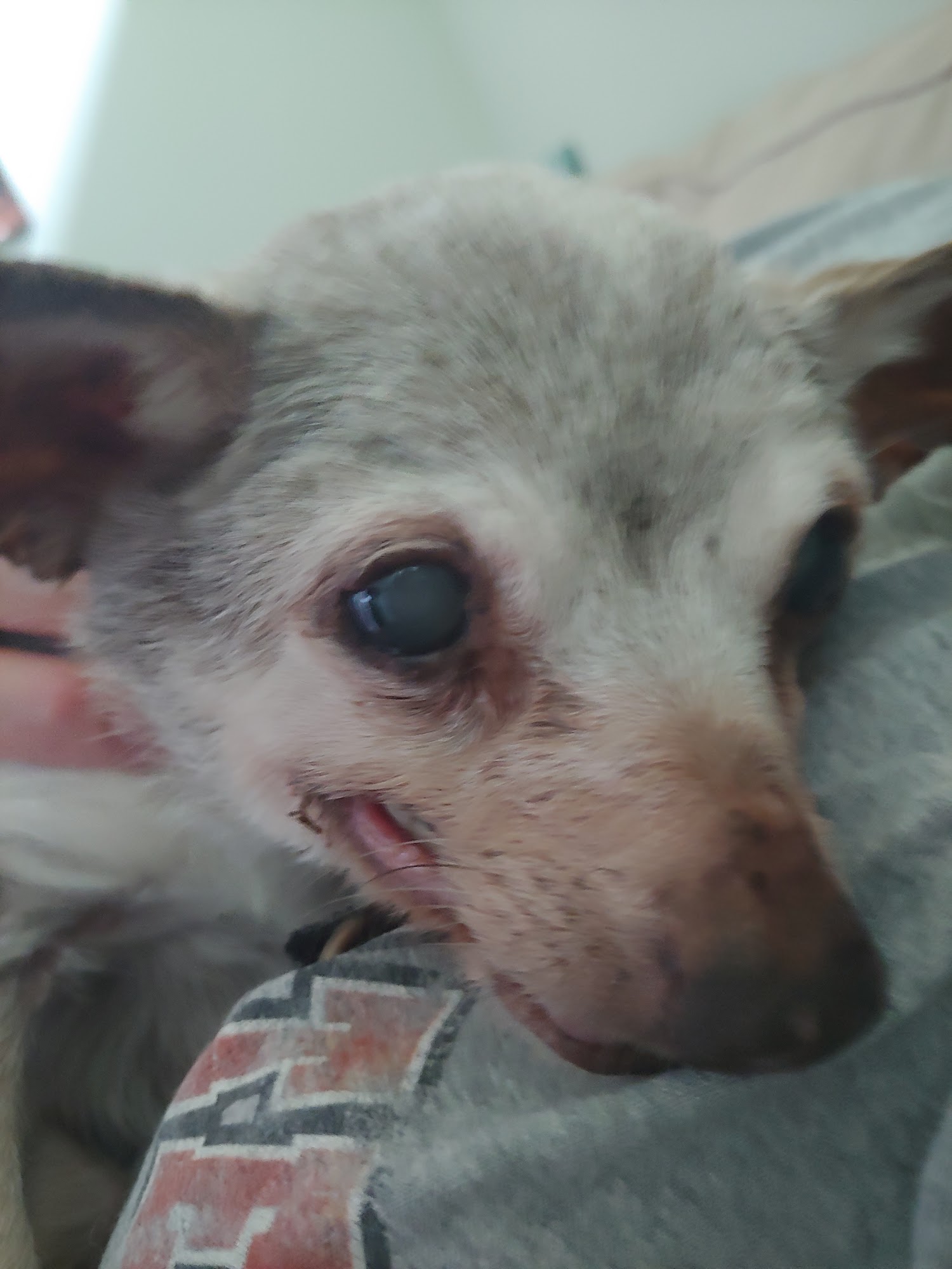 Southern Oklahoma Veterinary Center Ada