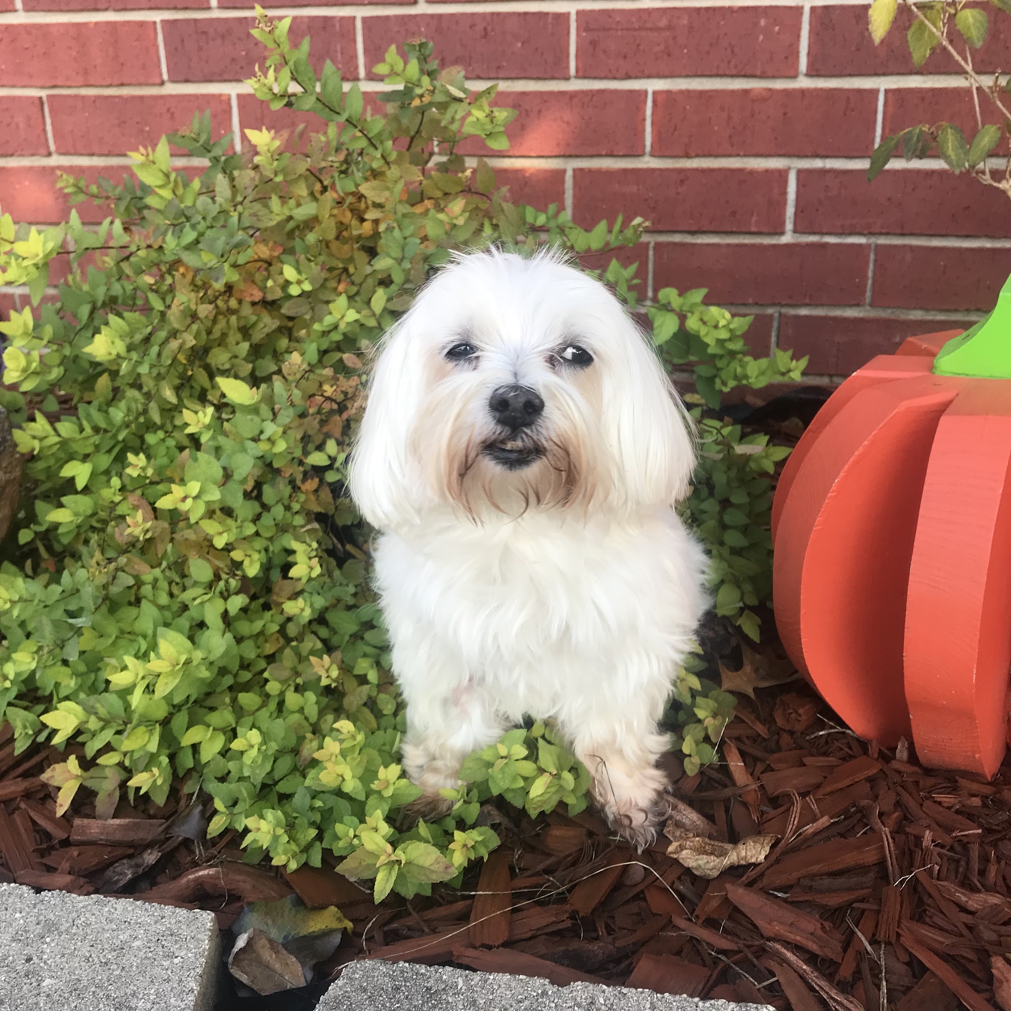 Southern Oklahoma Veterinary Center Ada