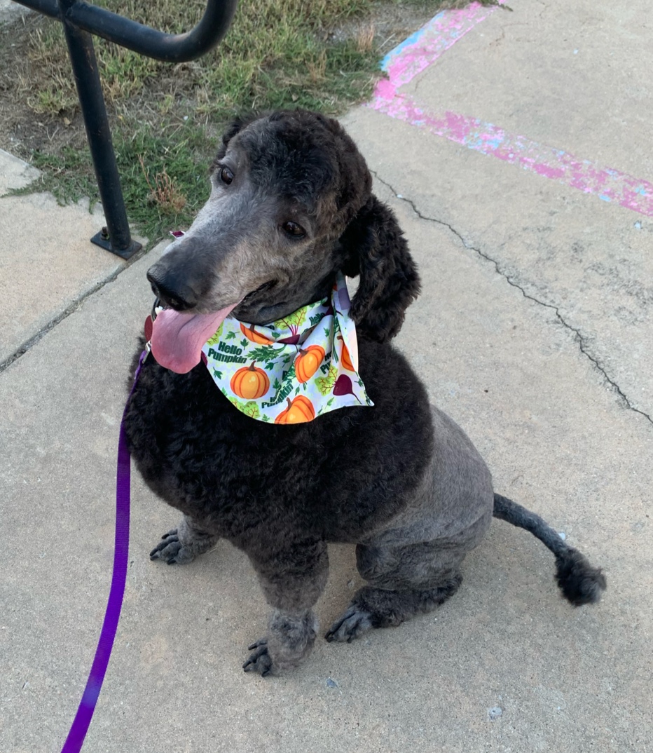 Whoop-T-Doo Professional Pet Grooming Ada