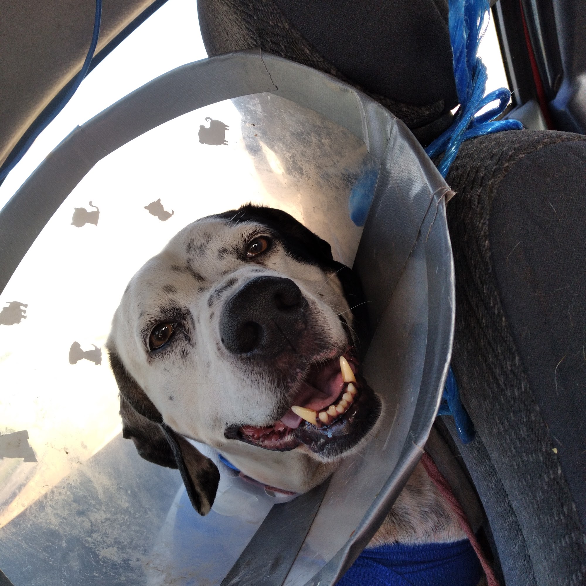 Kilhoffer Nikki DVM Altus