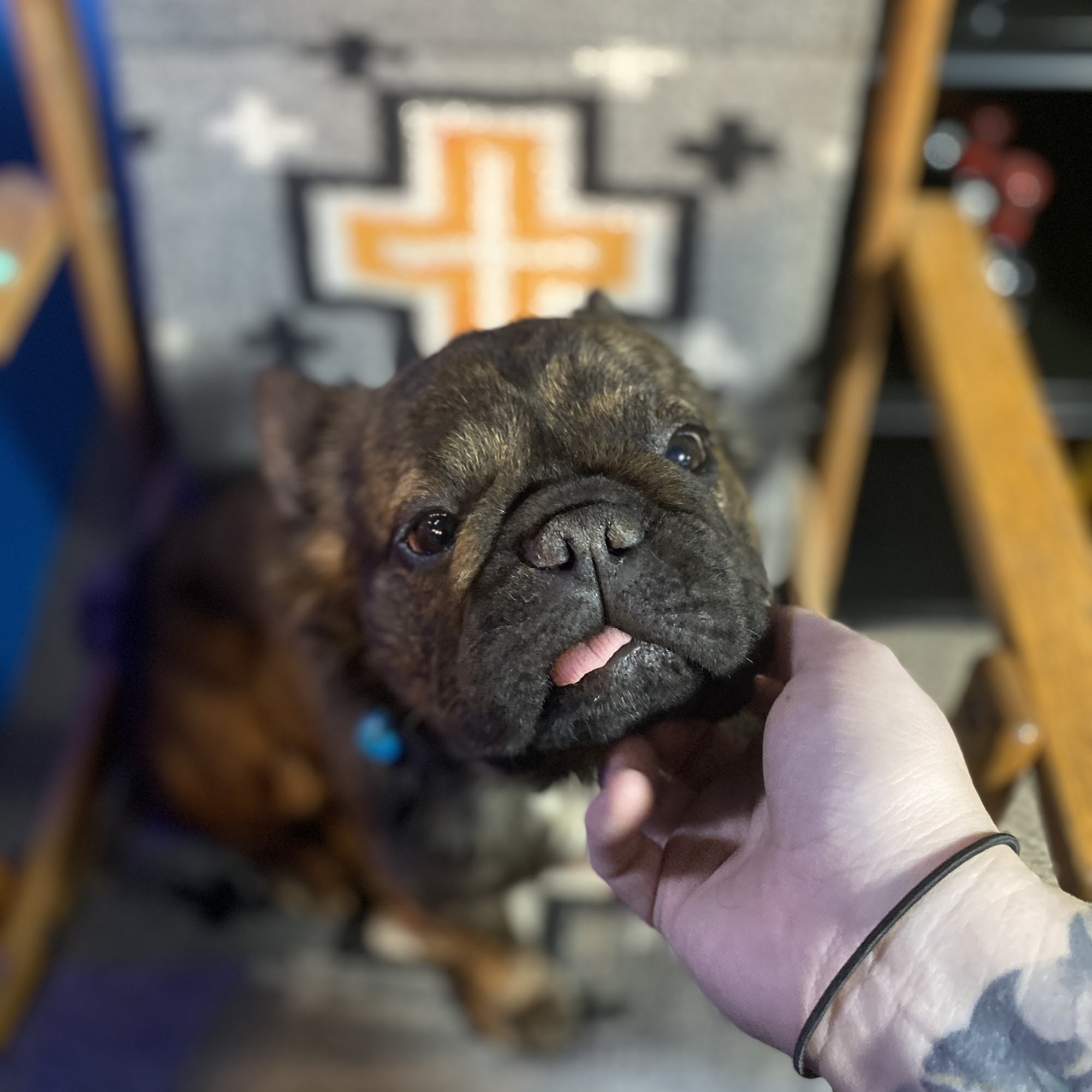 Alva Veterinary Clinic Alva