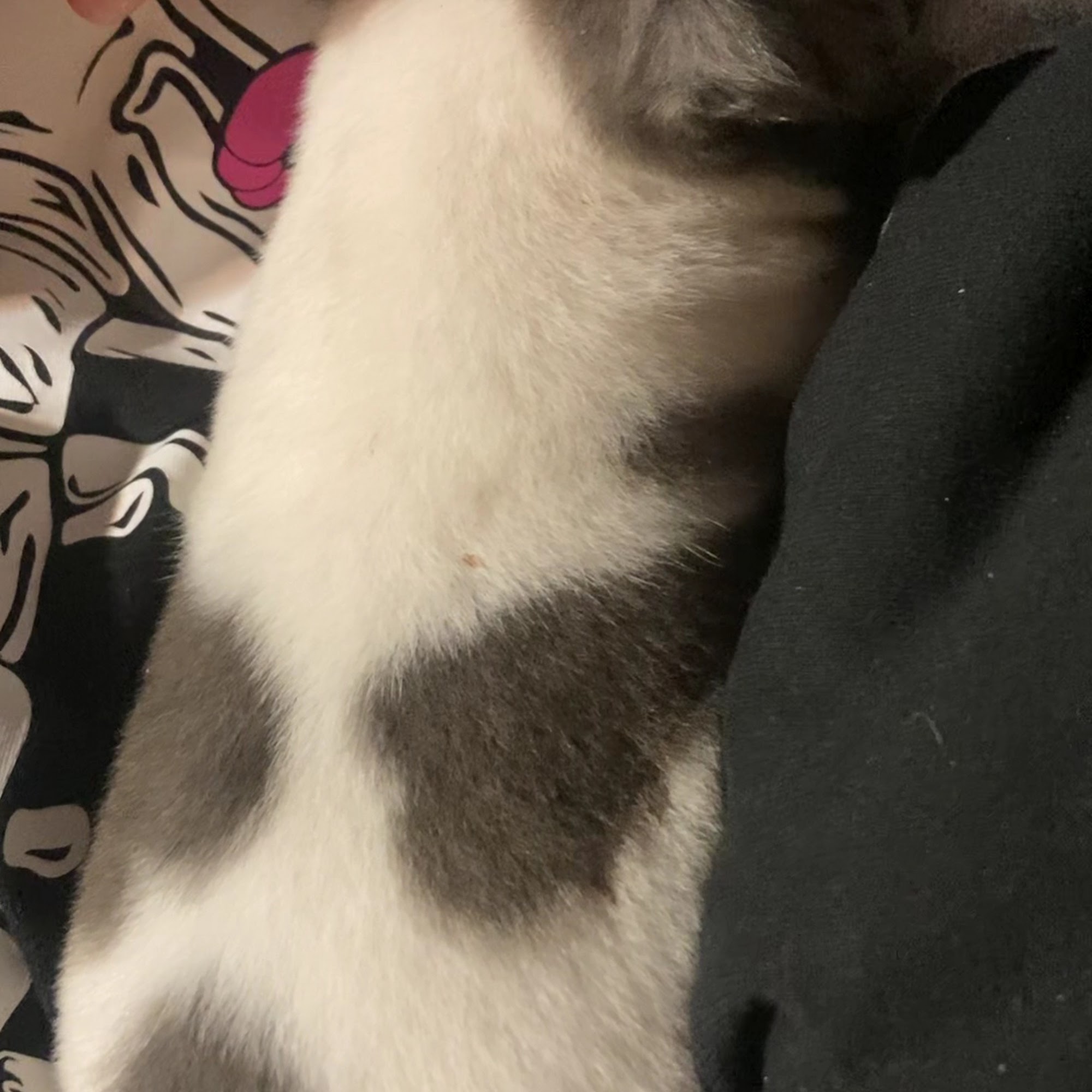 Anadarko Veterinary Clinic Anadarko