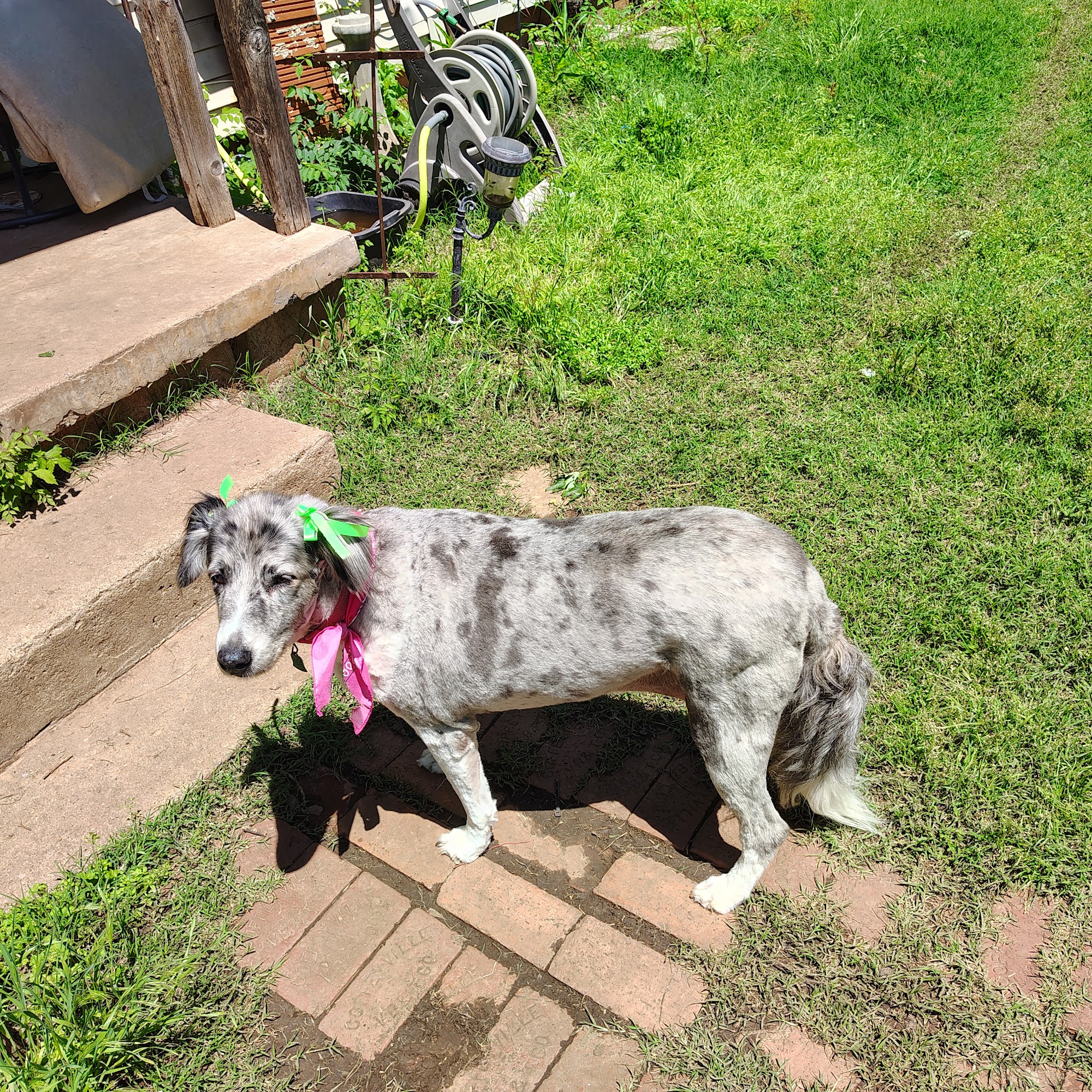 Bunnell's Grooming
