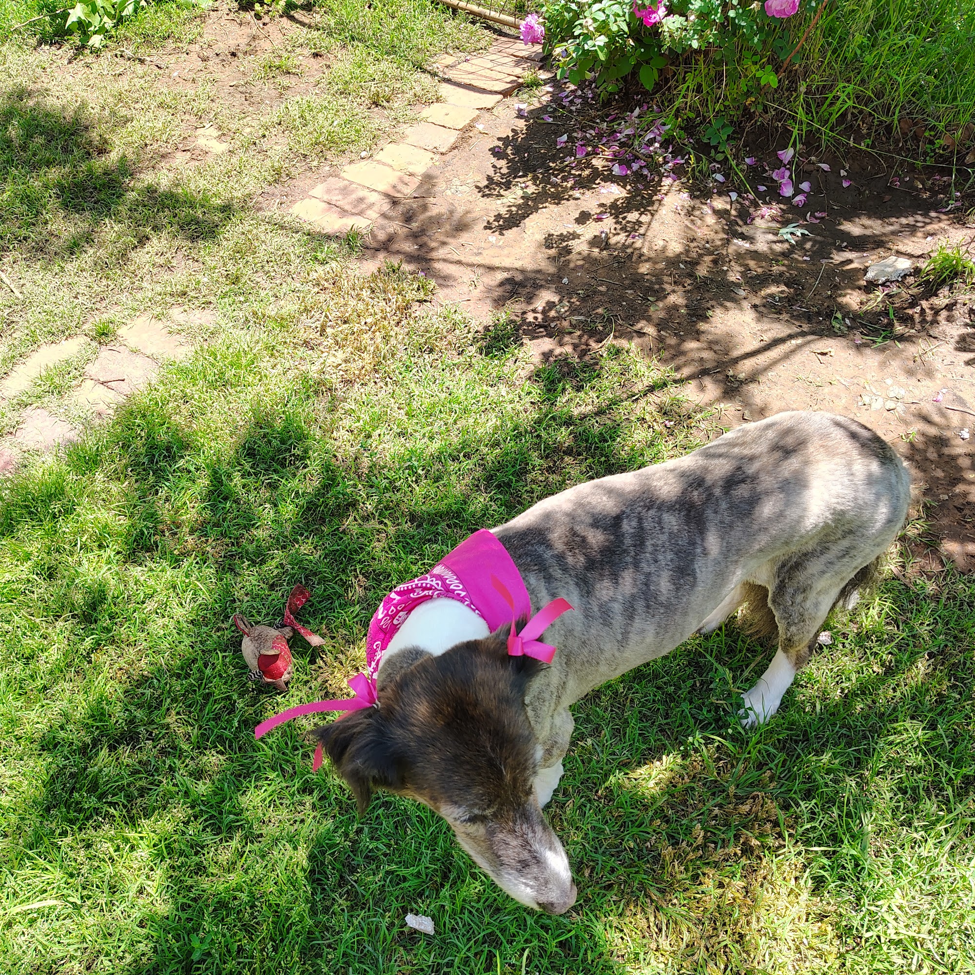 Bunnell's Grooming 229 W Broadway St, Anadarko Oklahoma 73005