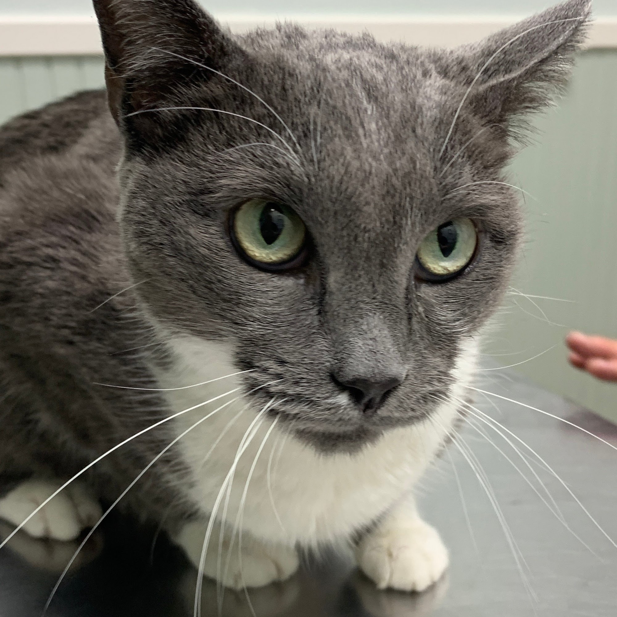 Westwood Veterinary Hospital Ardmore