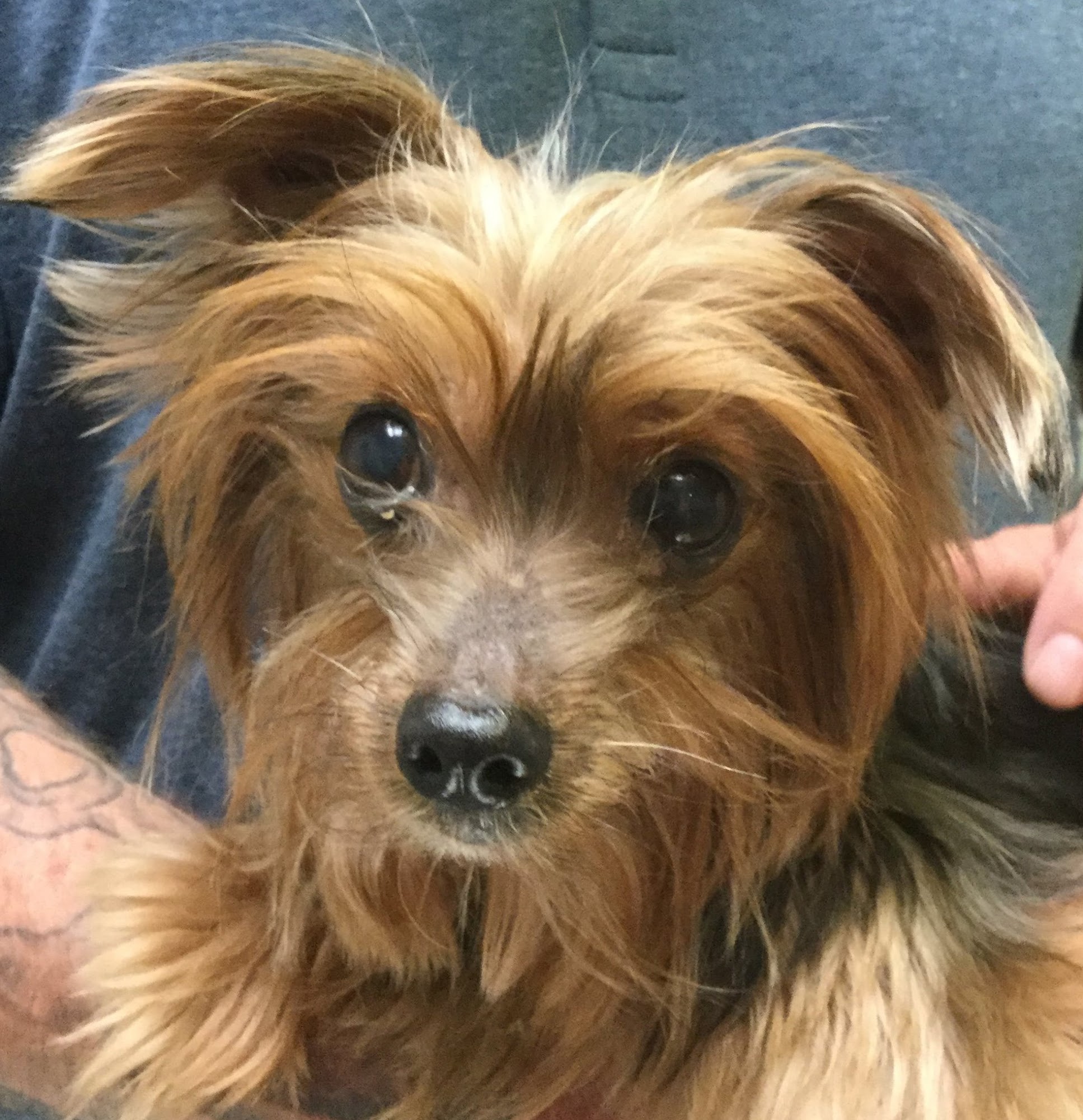 Westwood Veterinary Hospital Ardmore