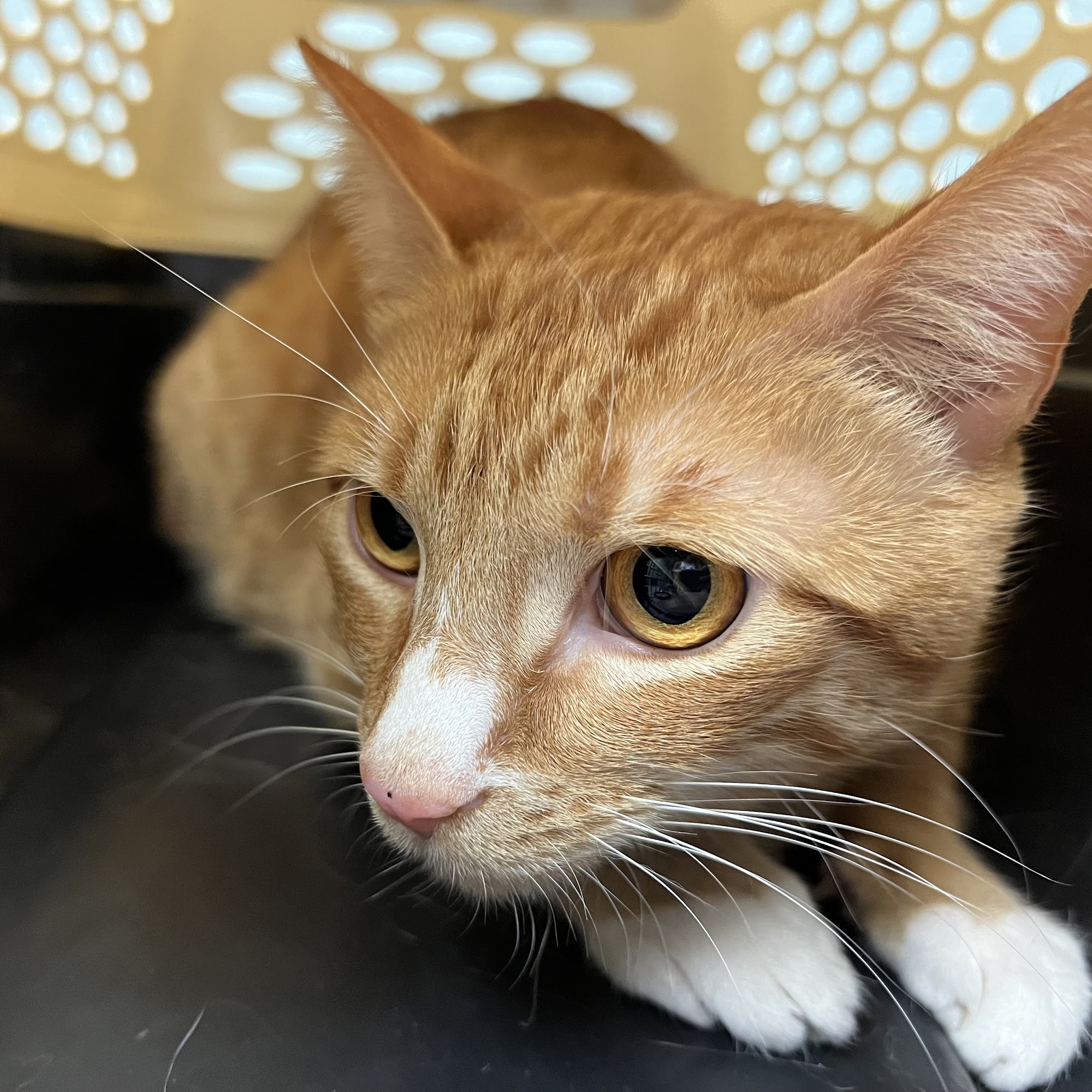 Carter County Animal Hospital Ardmore