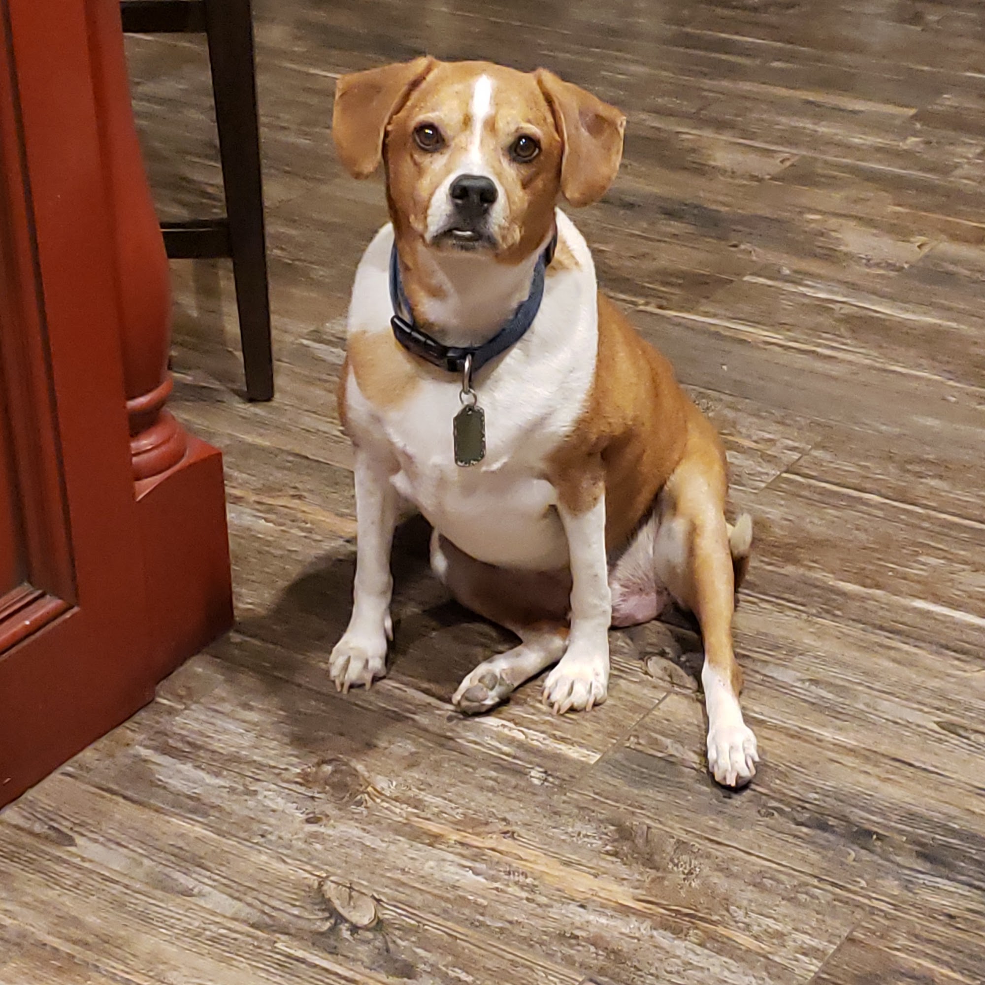 Ardmore Animal Hospital Ardmore