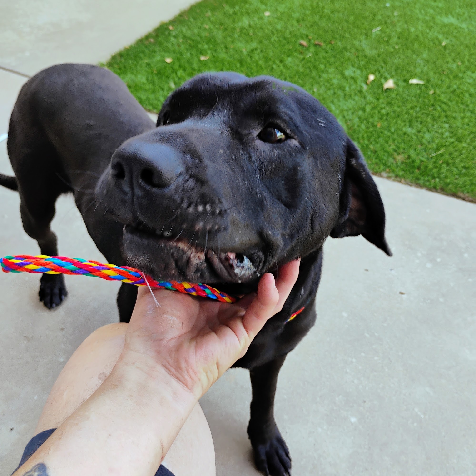 Ardmore Animal Care Inc Ardmore