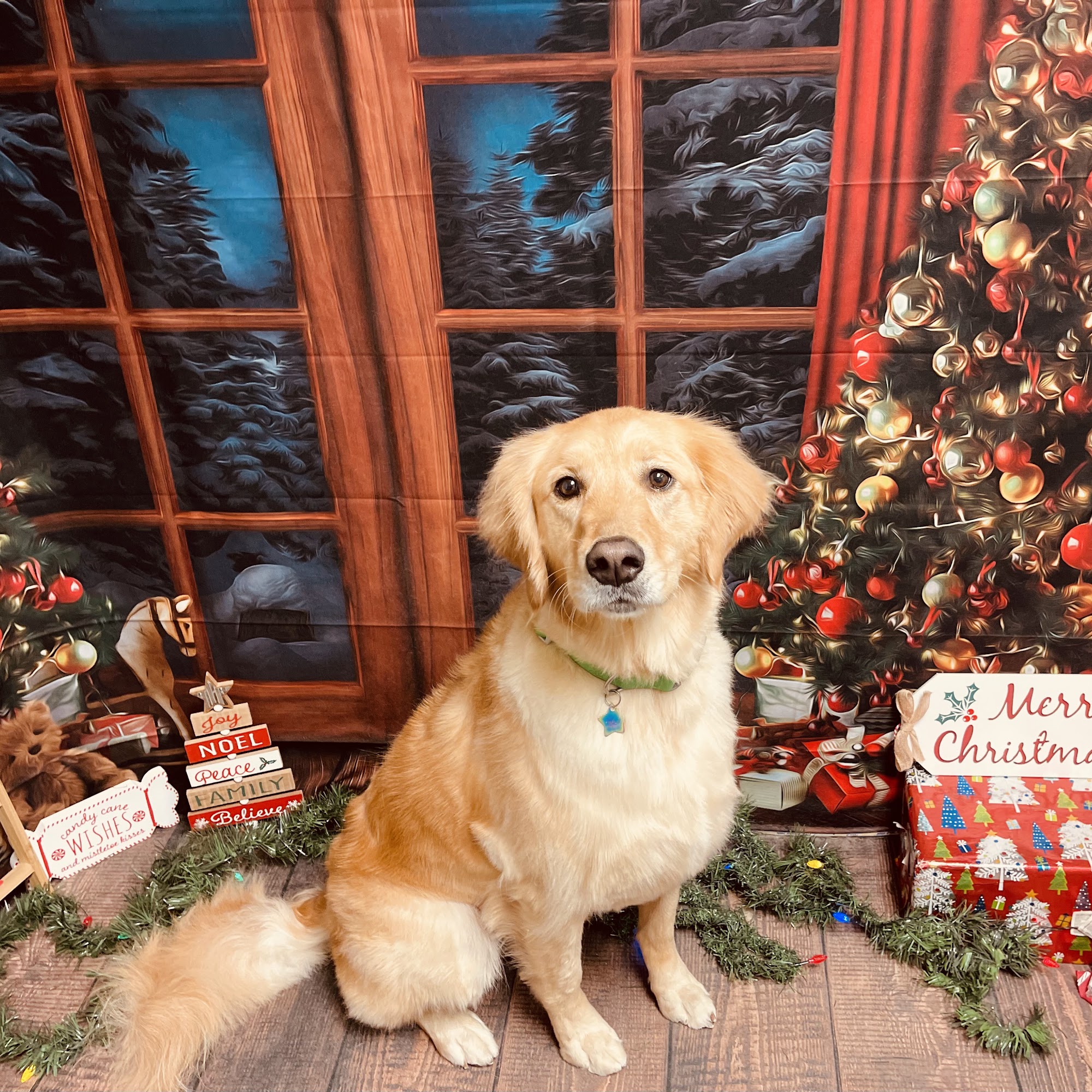 Pawfect Pooch Ardmore