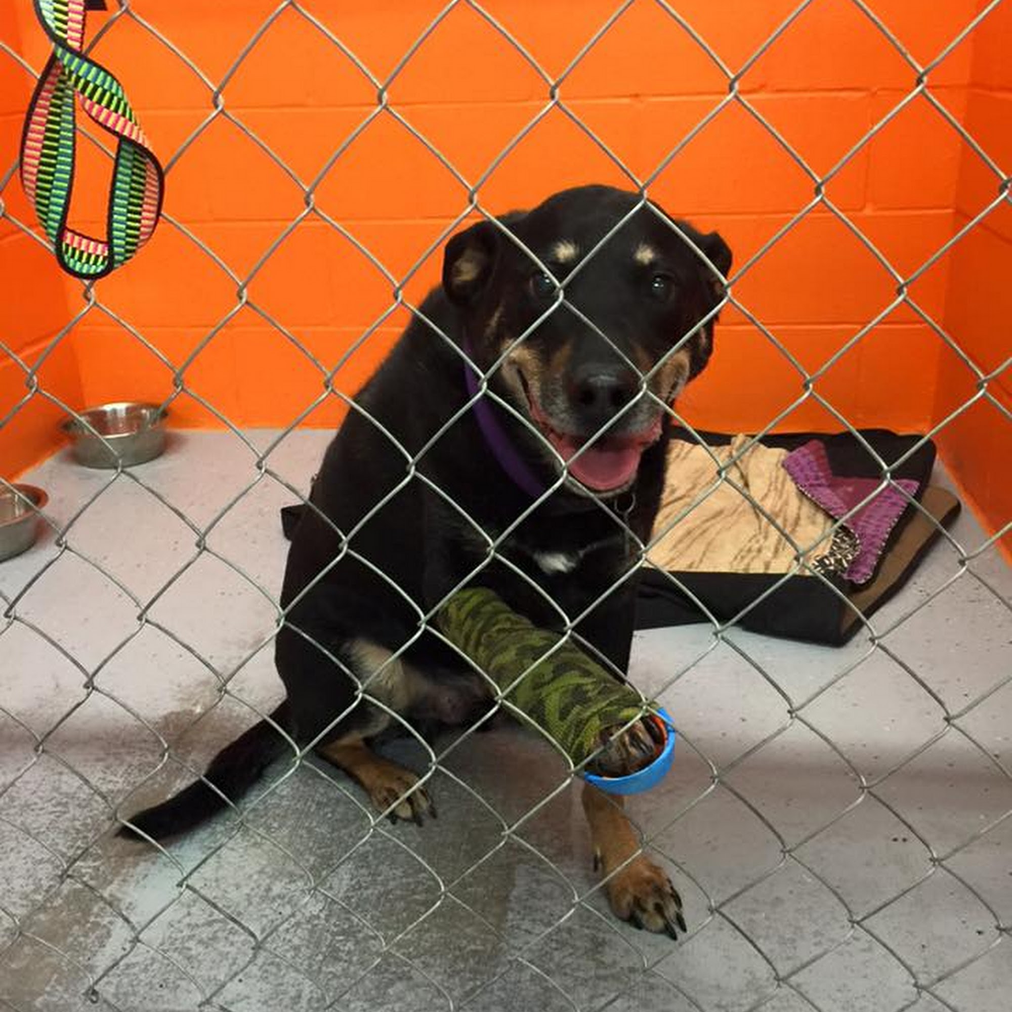 Groomer Girls Pet Resort Ardmore