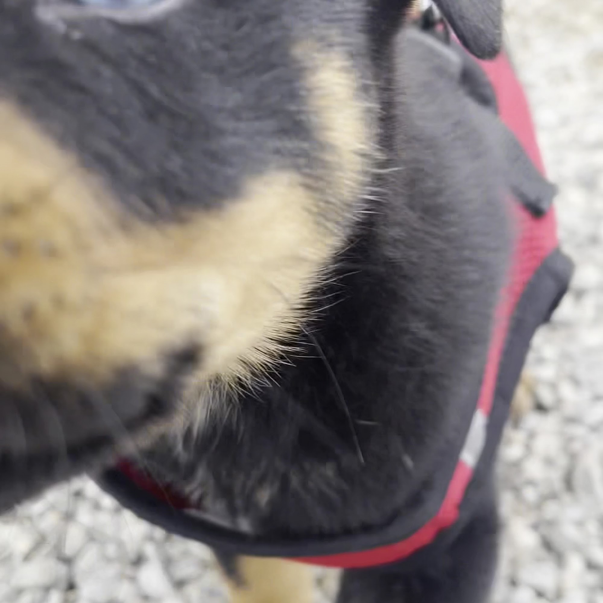 Manley Animal Hospital Bartlesville