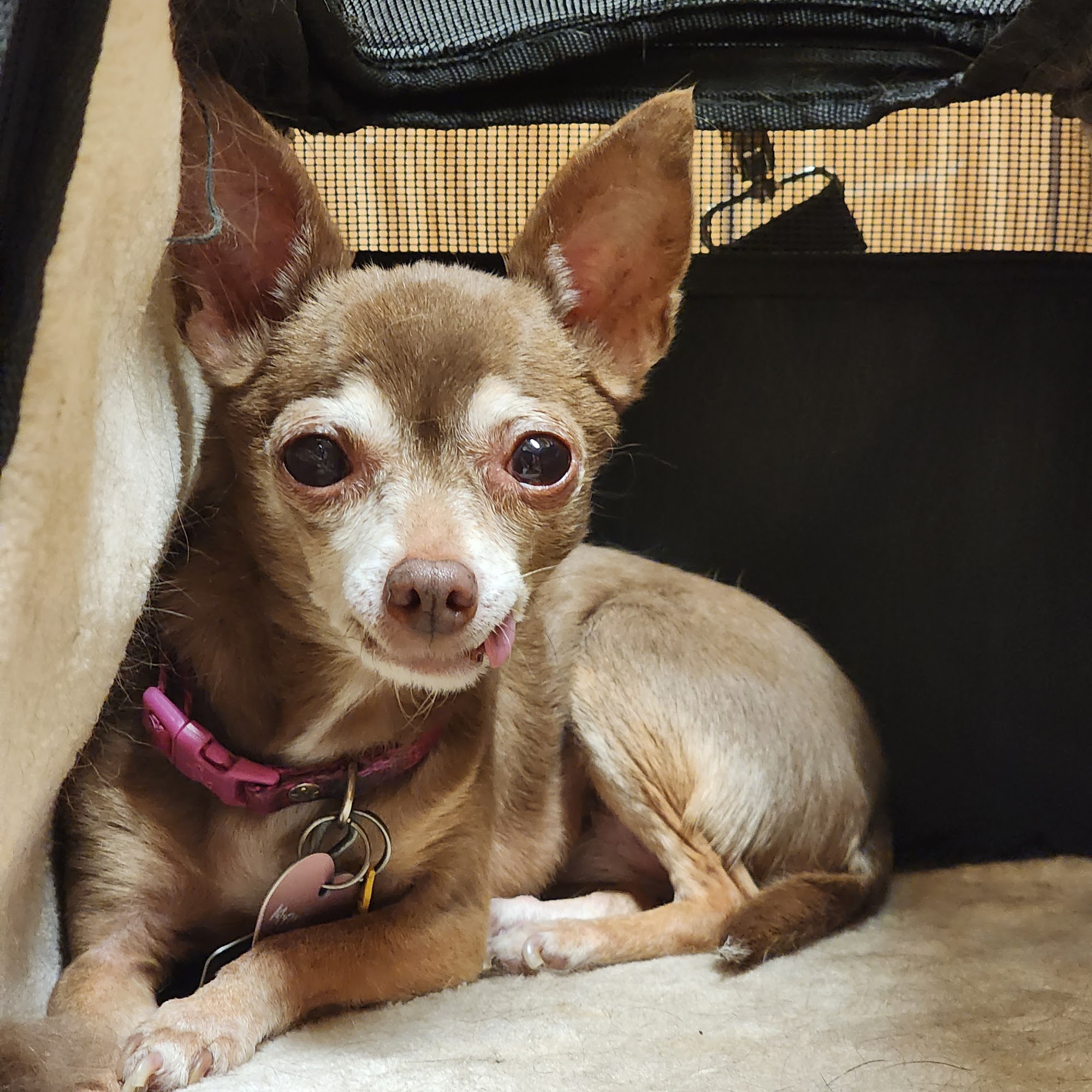 Madison Pet Clinic Bartlesville