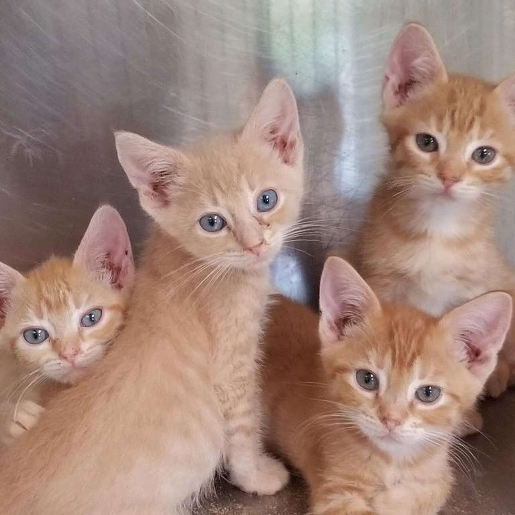 Washington County SPCA Bartlesville