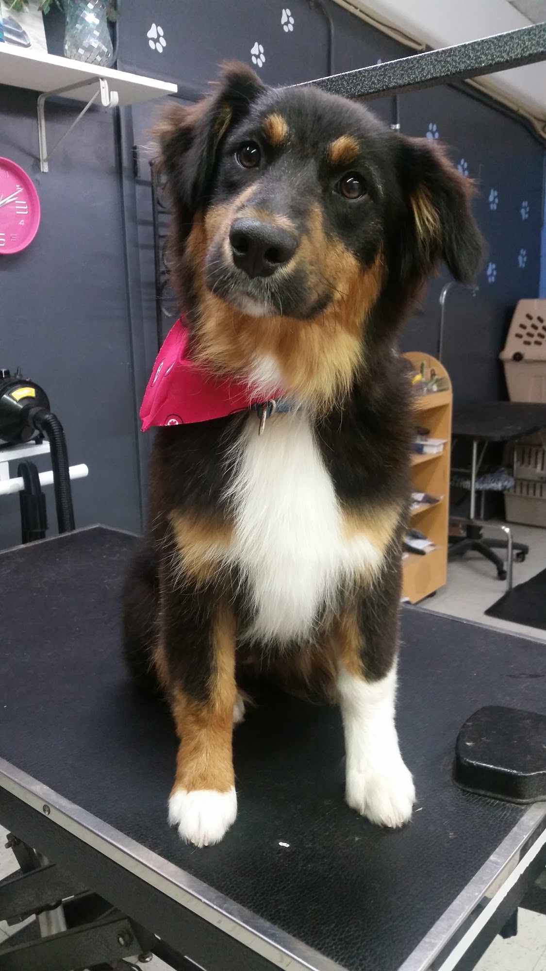 HAPPY TAILZ ~ PROFESSIONAL FULL SERVICE DOG GROOMING SALON Bartlesville
