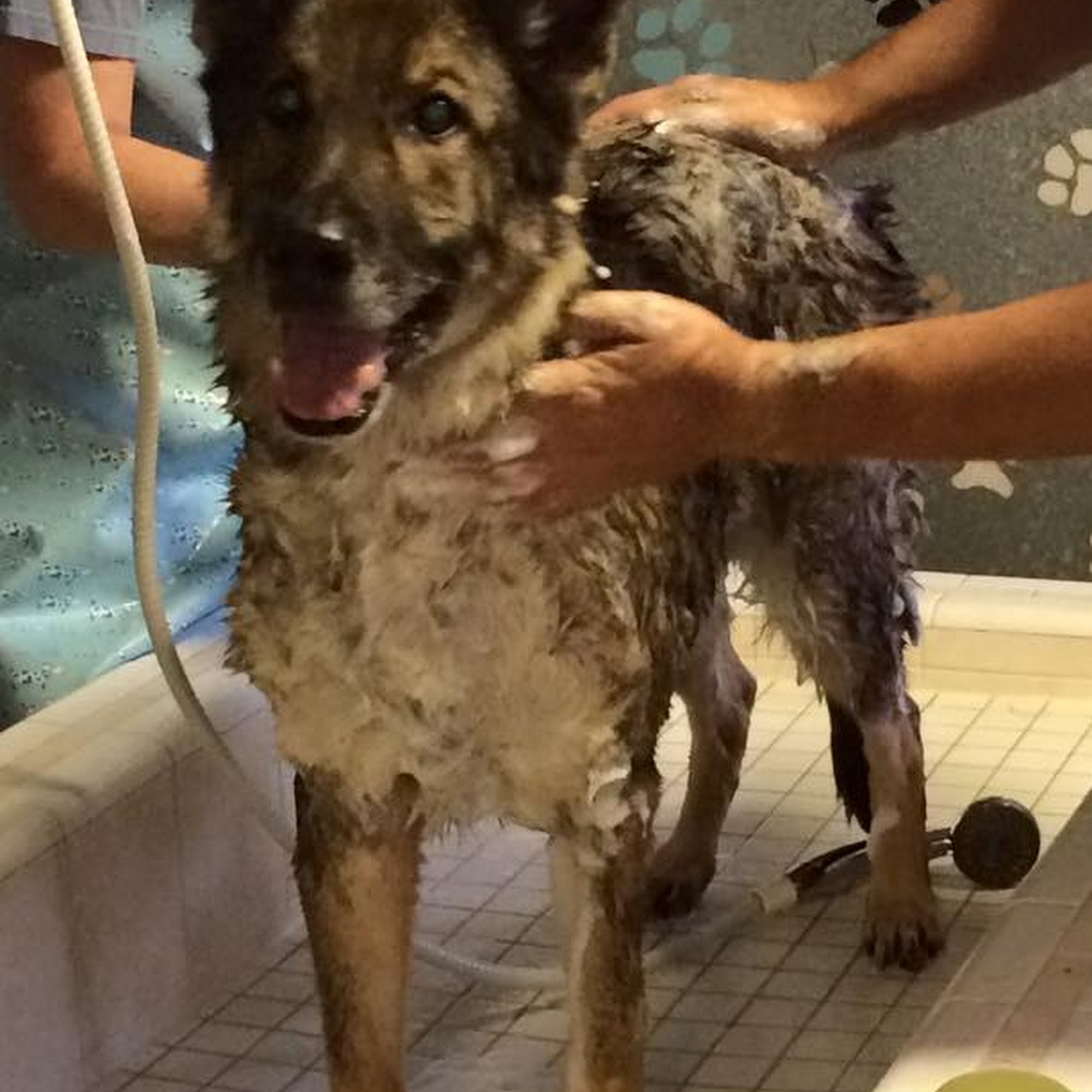 Wash-A-Mutt Self-Service Pet Wash - OPEN BY APPMT ONLY! Bartlesville