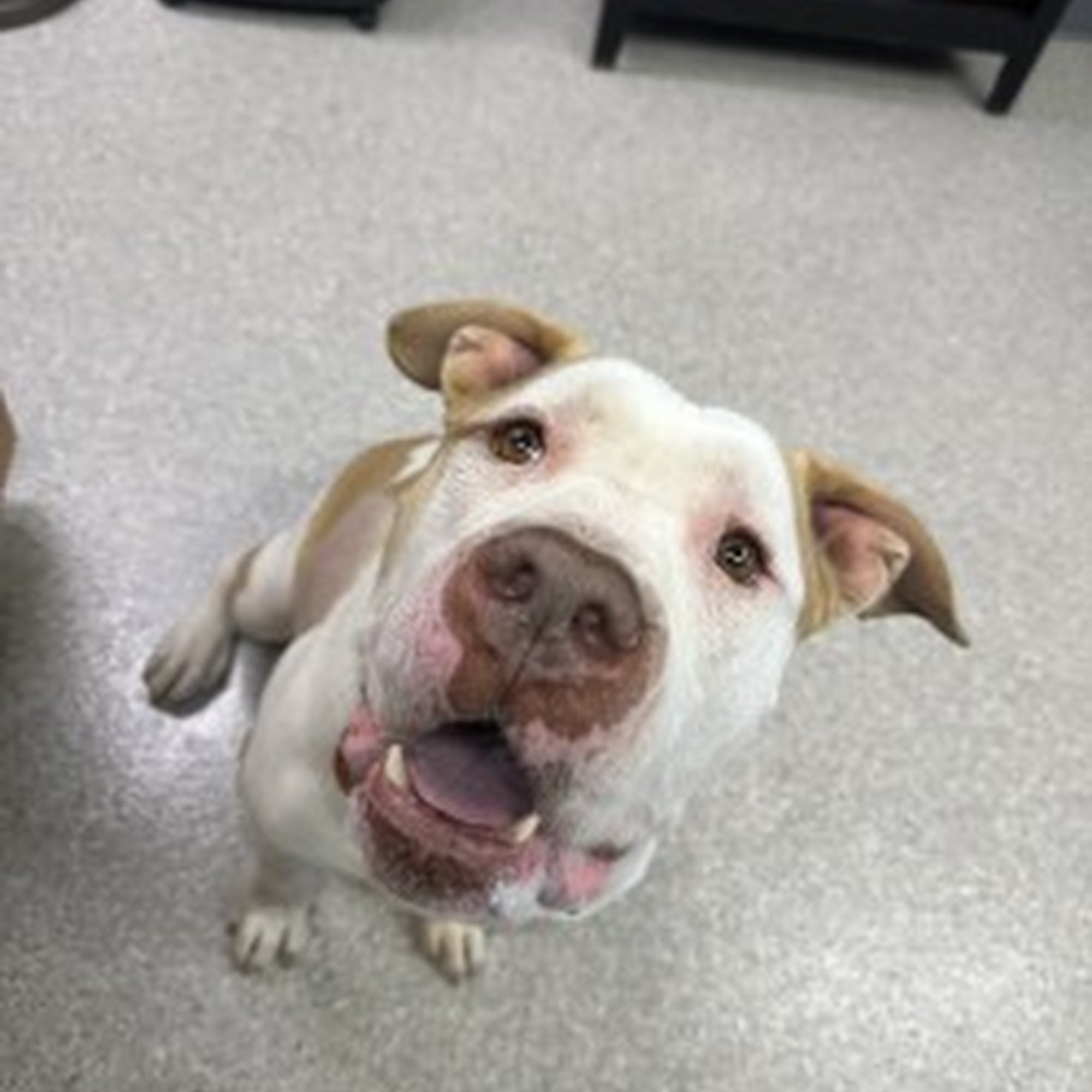 Council Veterinary Hospital Bethany