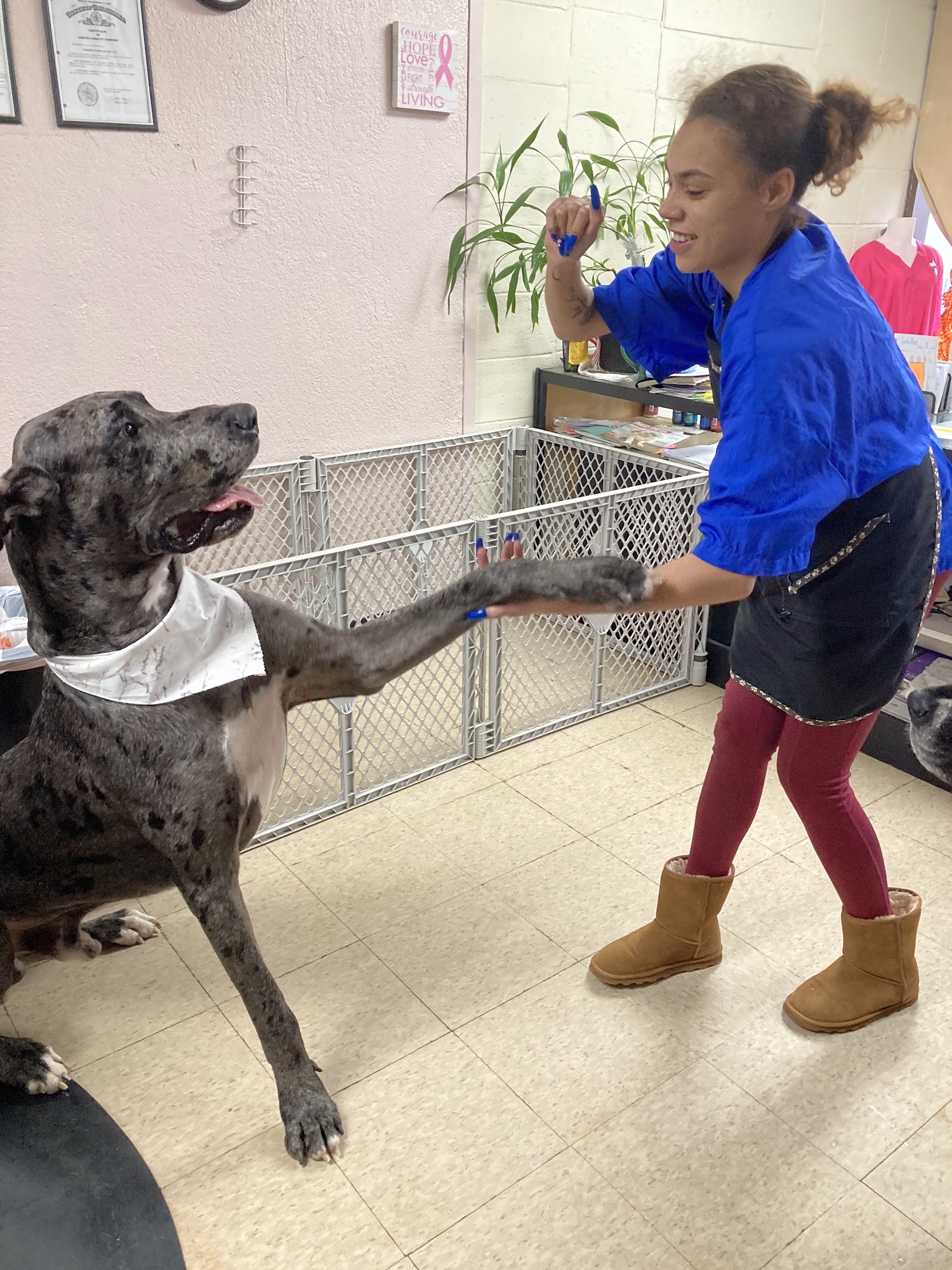 Passion 4 Paws Dog Spa Bethany