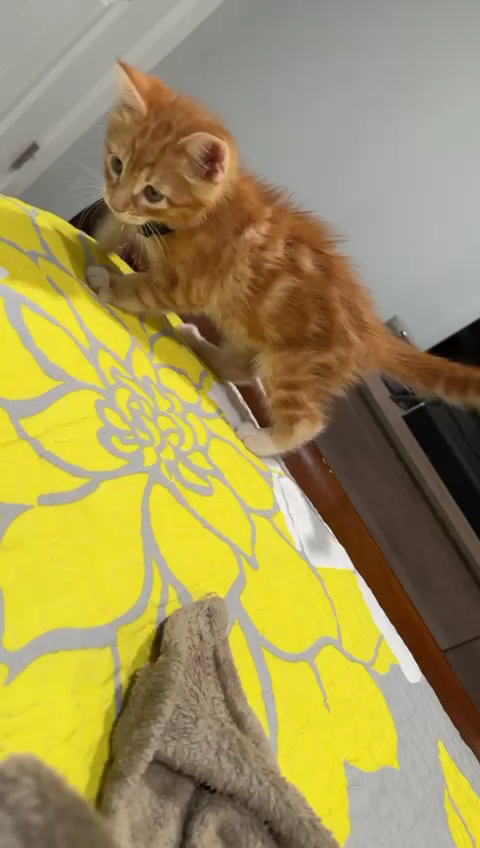 Adrianas taqueria Menu