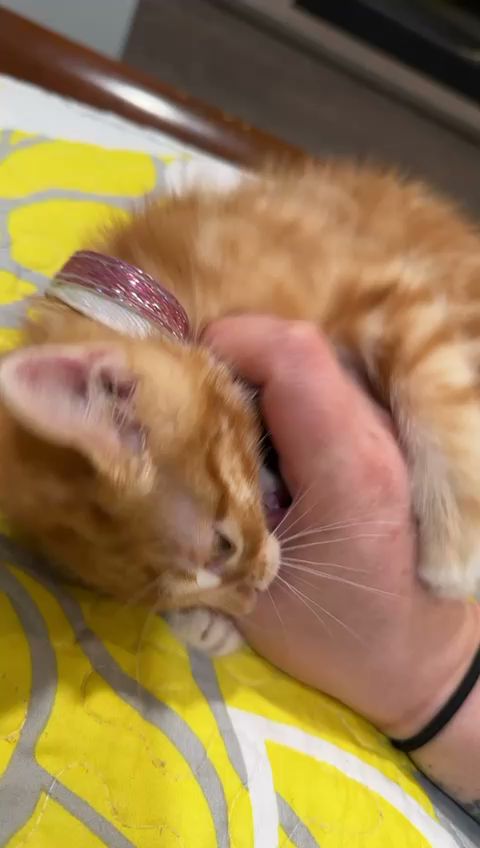 Advance Chiropractic Referral