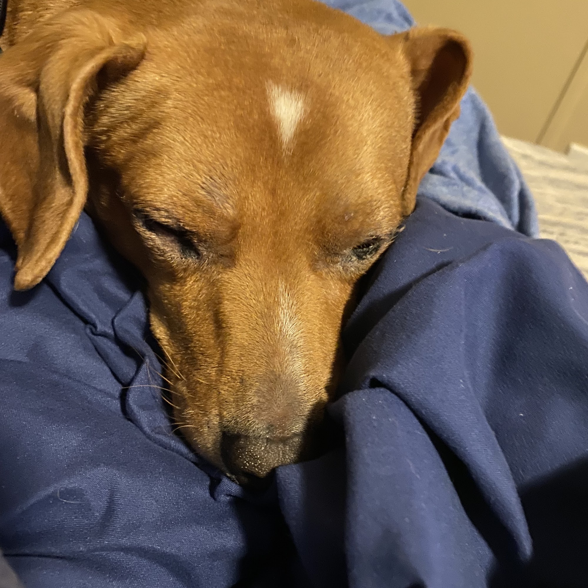 Horizon Animal Hospital Bixby