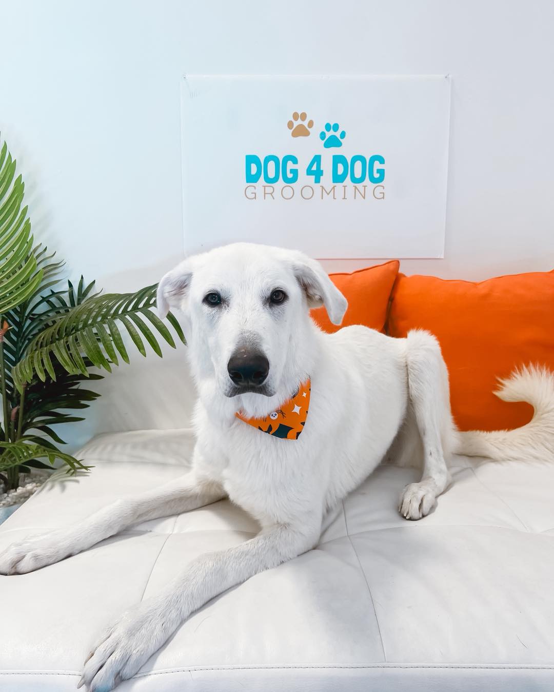 Dog 4 Dog Grooming Bixby