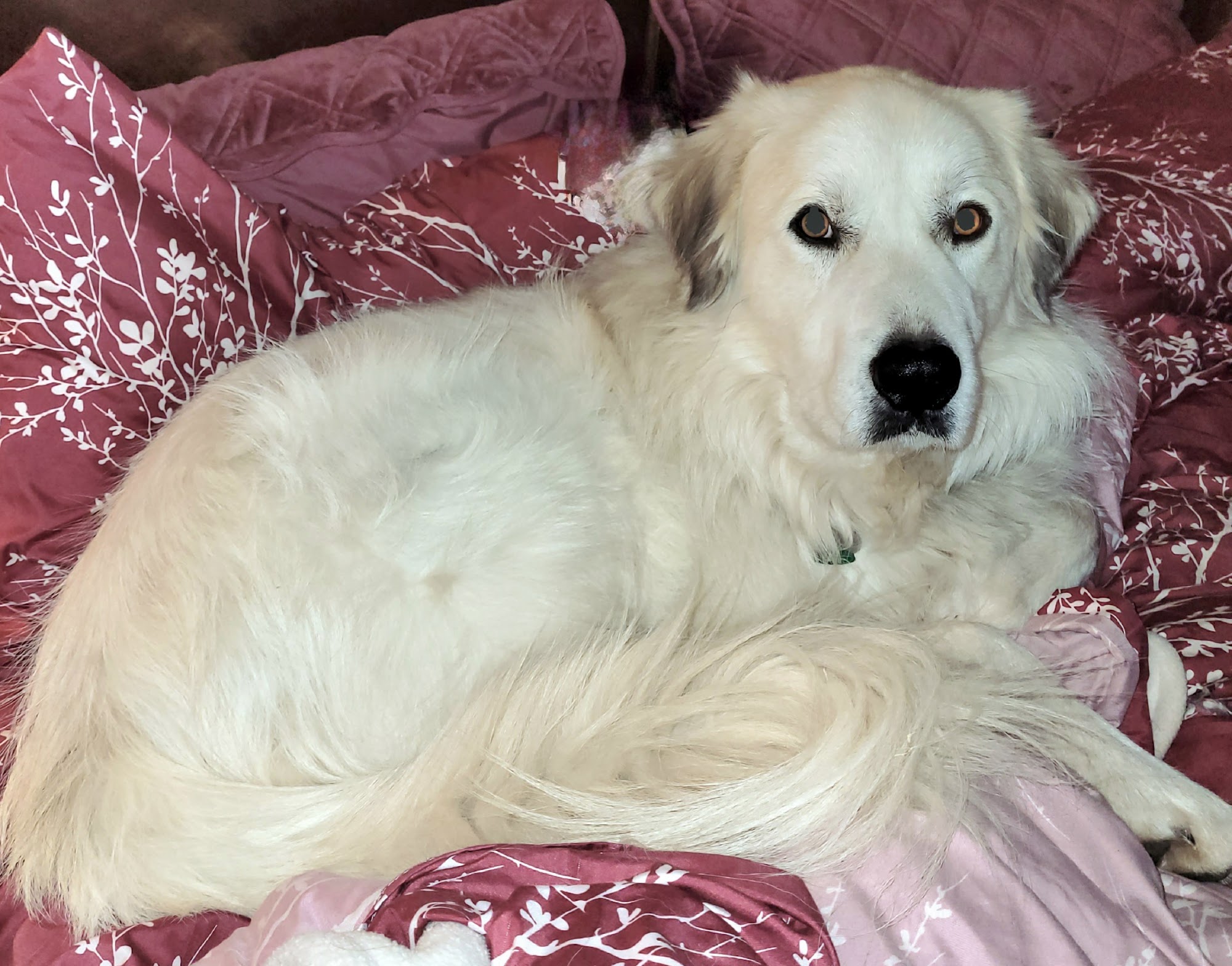 Blanchard Animal Hospital Blanchard