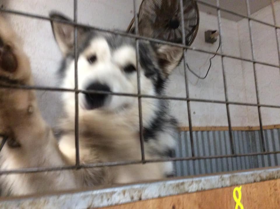 Animal Boarding Center Blanchard