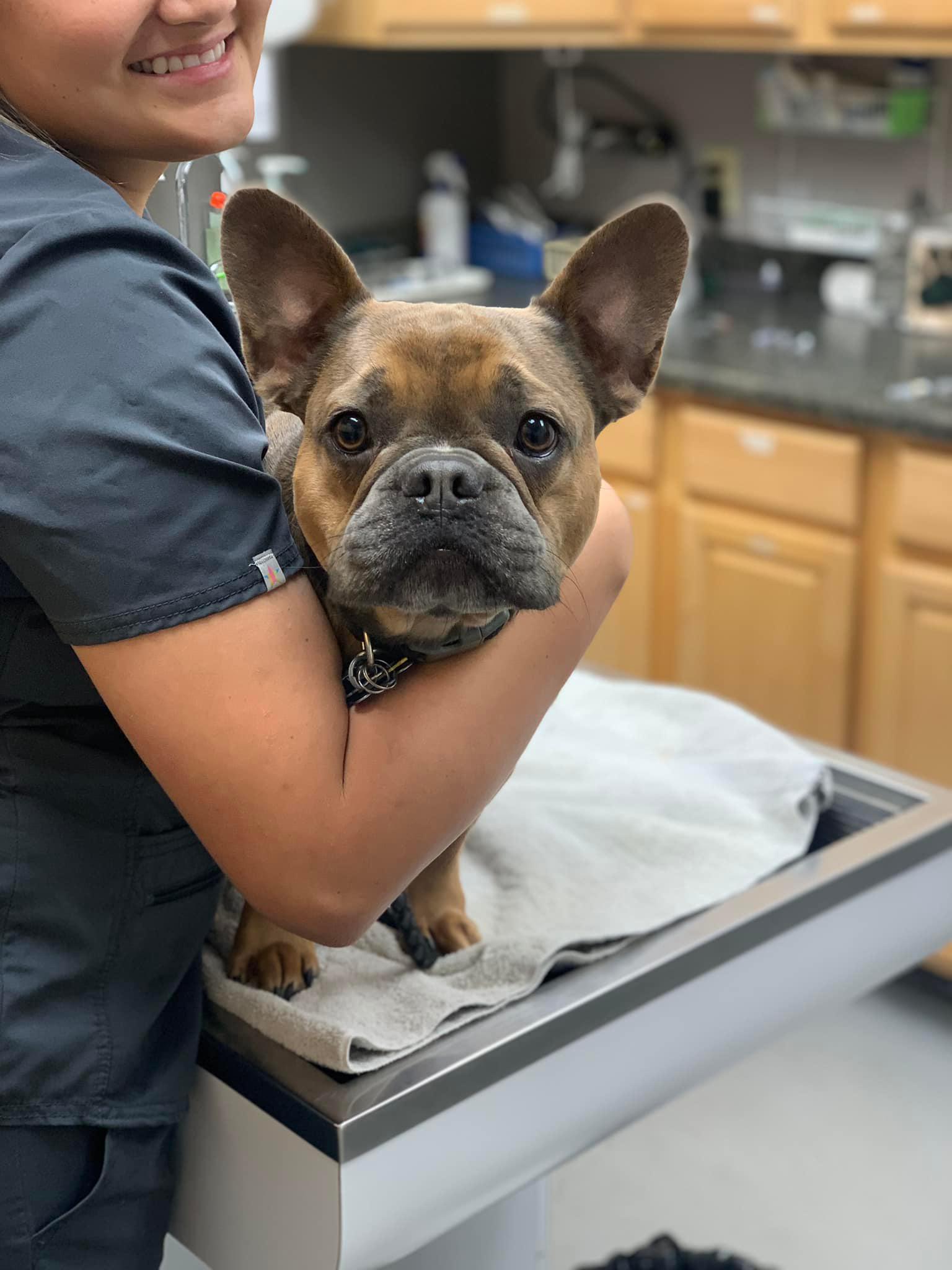 Premier Animal Wellness and Surgery Broken Arrow