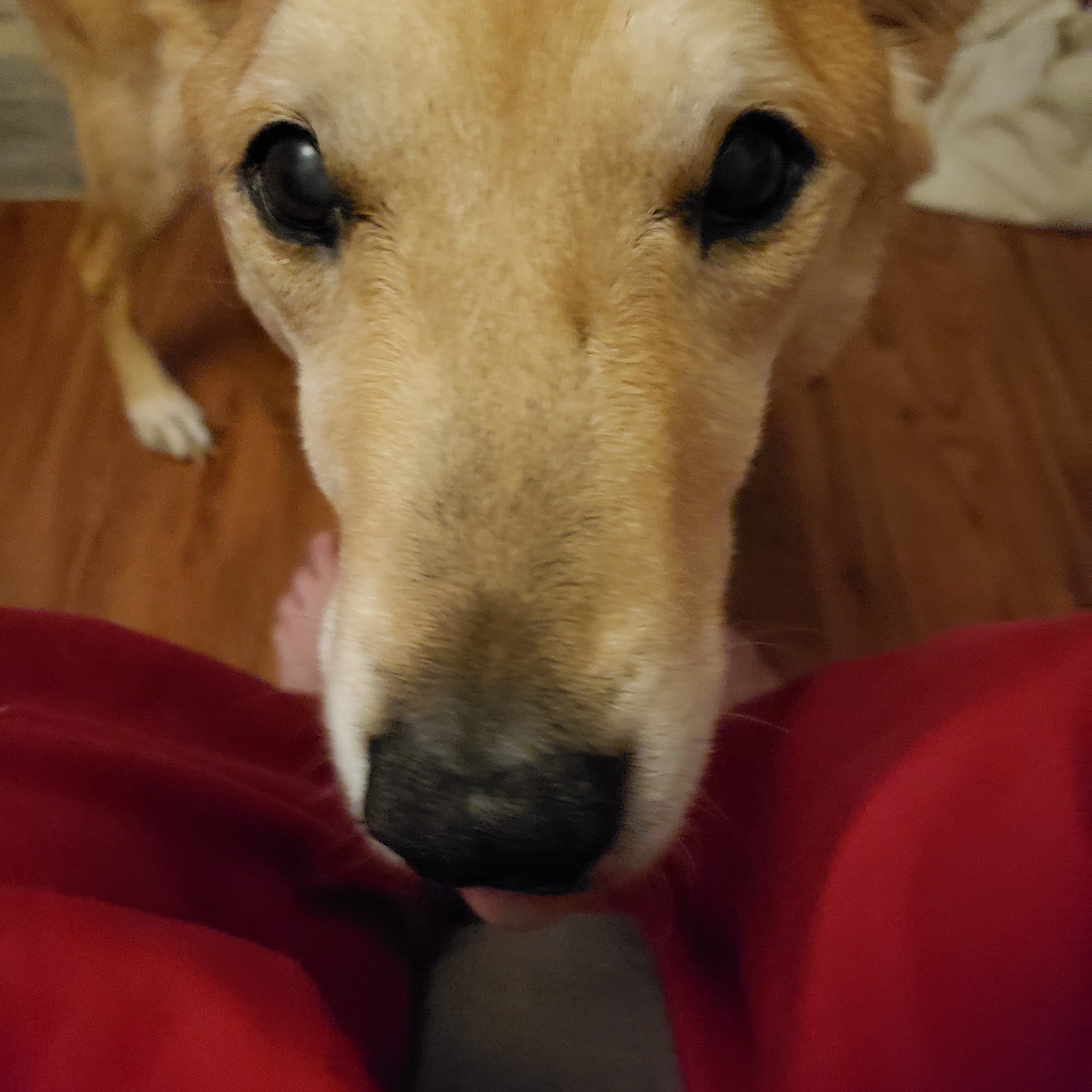 Arrow Springs Animal Hospital: Burris Randal DVM Broken Arrow